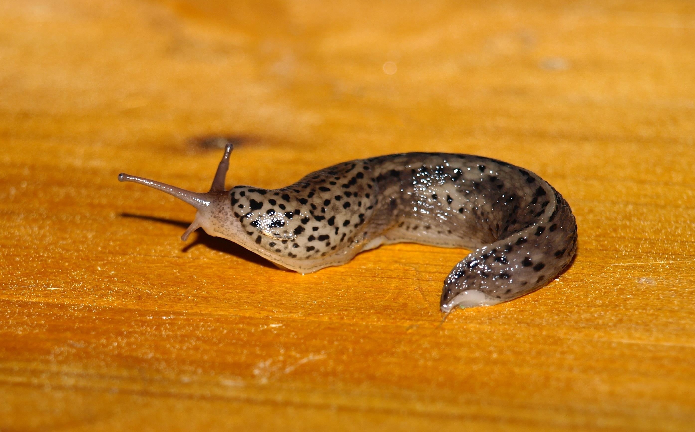 animal body part, limax maximus, animal wildlife, crawl, tigerschnegel, outdoors, full length, 2K, close-up, black, spotted, brown, yellow, slug, mollusk, HD Wallpaper