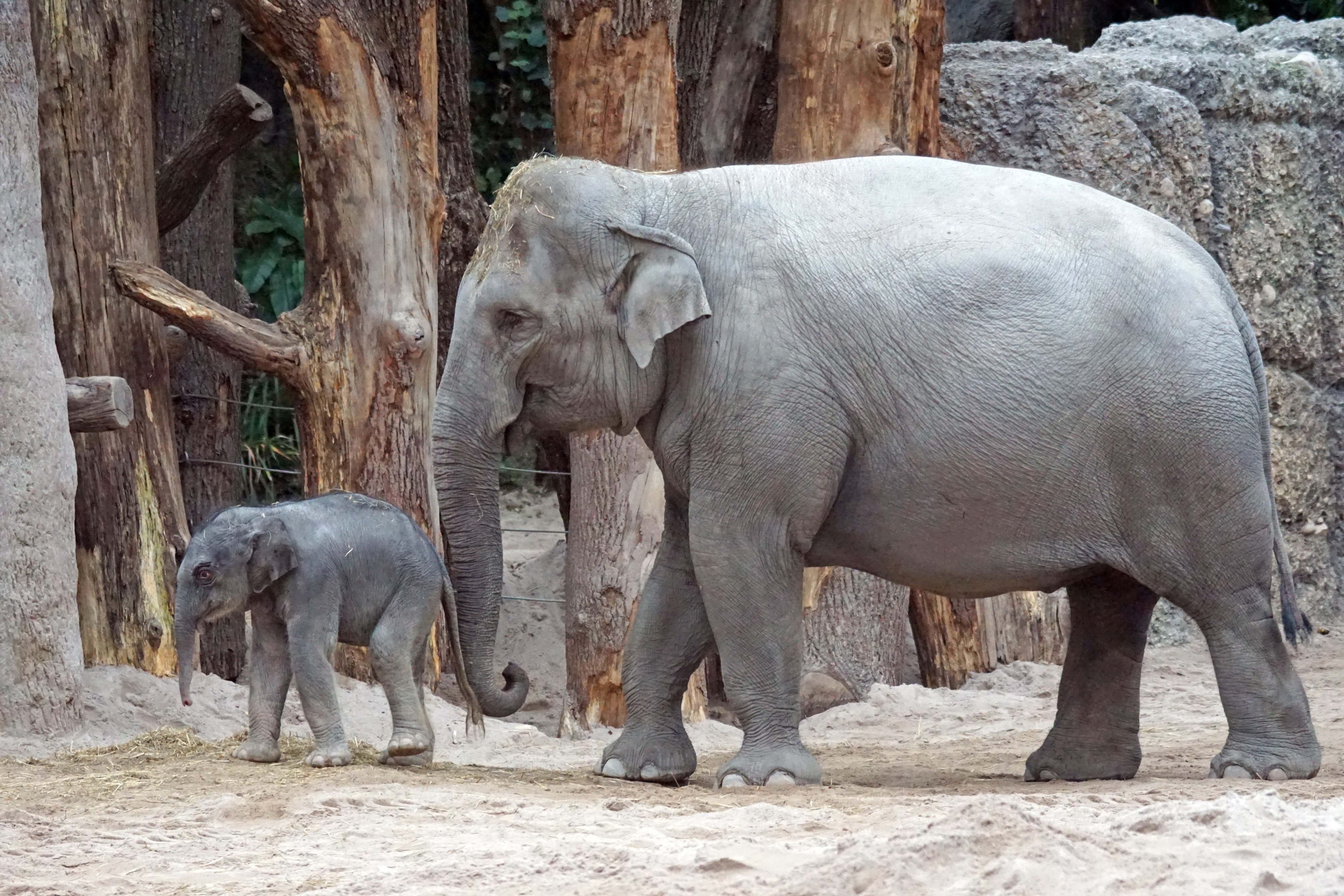 pachyderm, rhinoceros, daytime, mammal, two, 5K, calf, outdoors, herbivorous, day, animal themes, no people, side view, young animal, animal family, two animals, HD Wallpaper