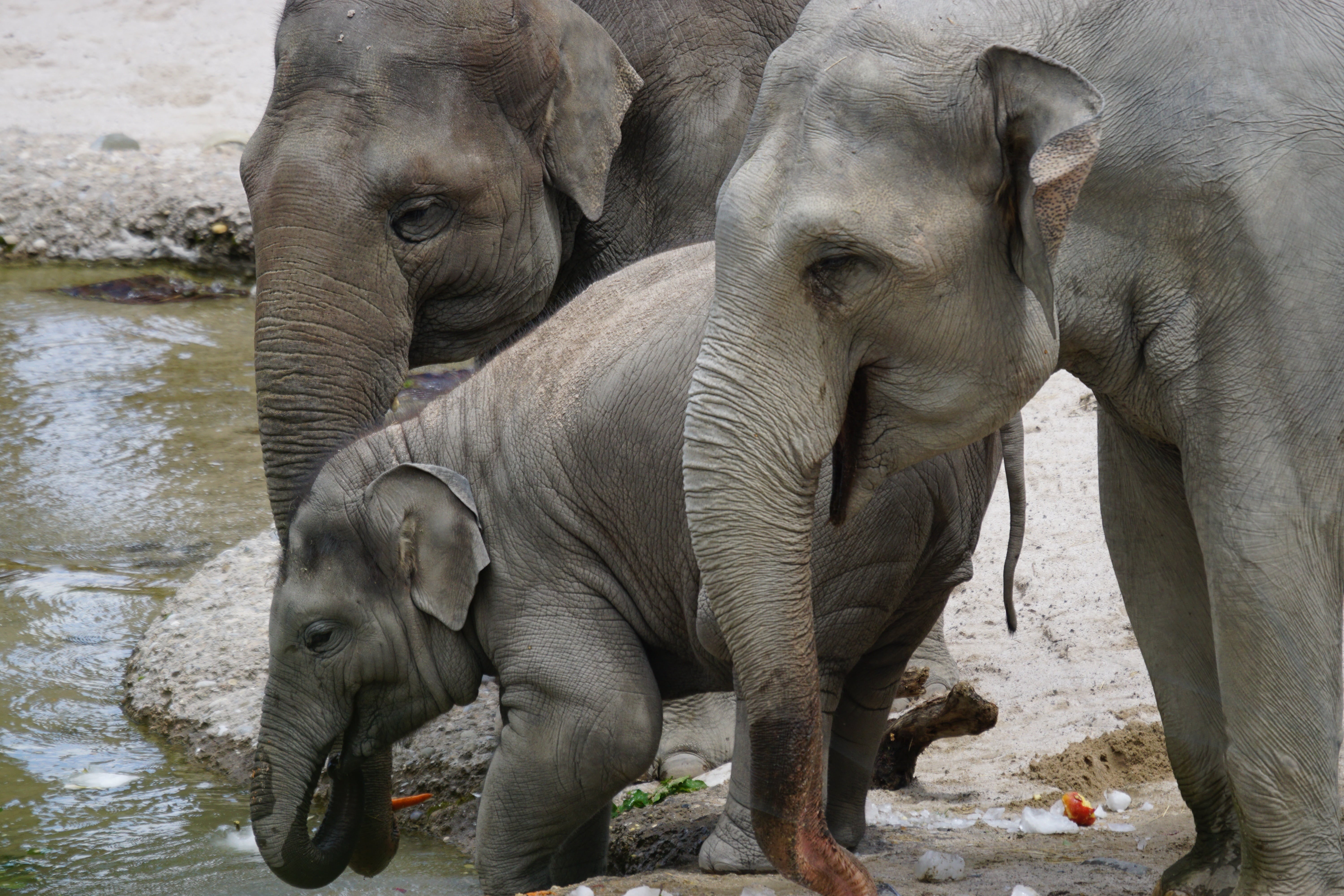 family, near, large, herbivorous, animals in the wild, water hole, animal wildlife, elephant, animal family, asian elephants, vertebrate, two animals, elephant calf, HD Wallpaper