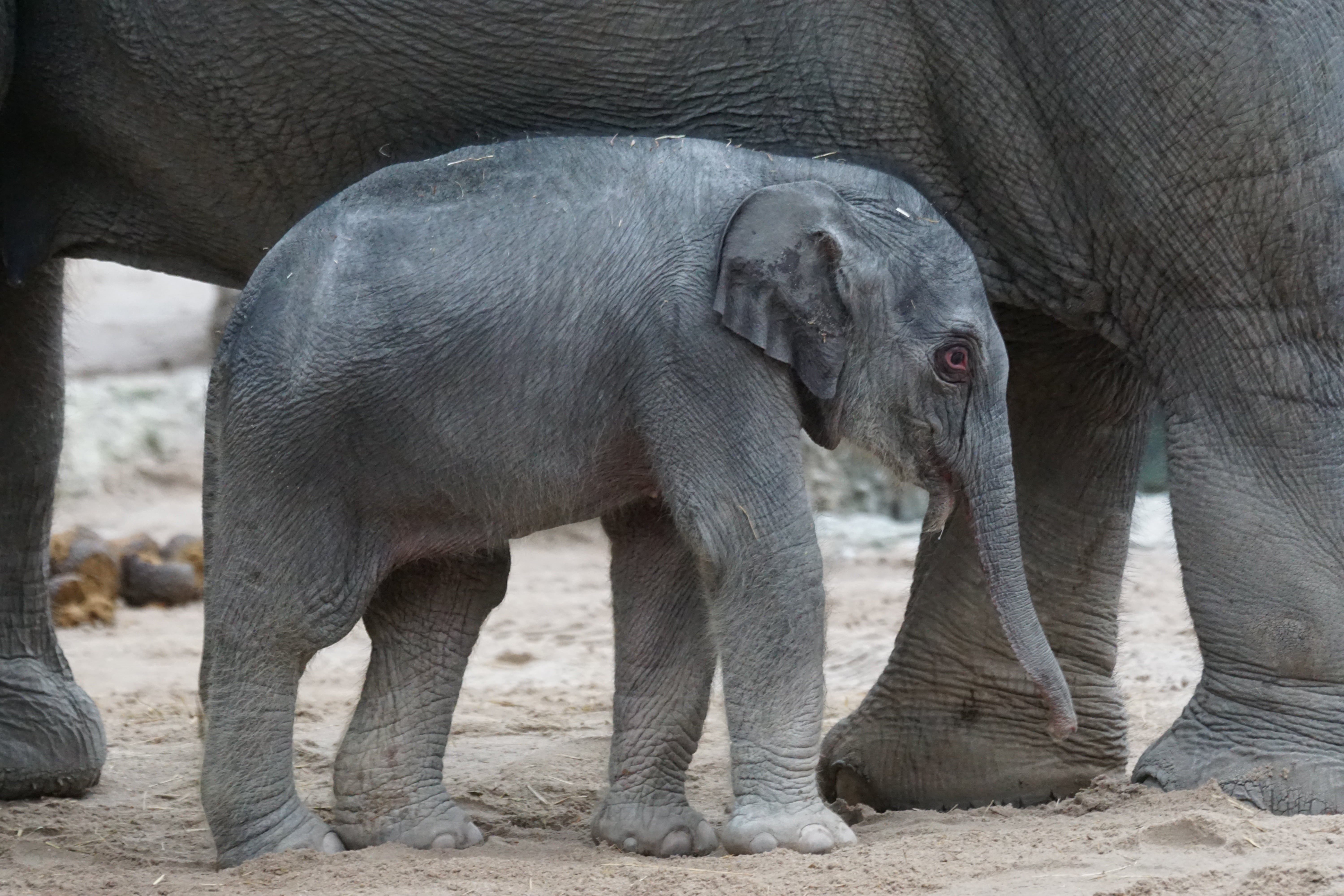asian elephant, animal trunk, nature, animal themes, animal family, african elephant, young animal, animal wildlife, wildlife photography, elephant, calf, HD Wallpaper