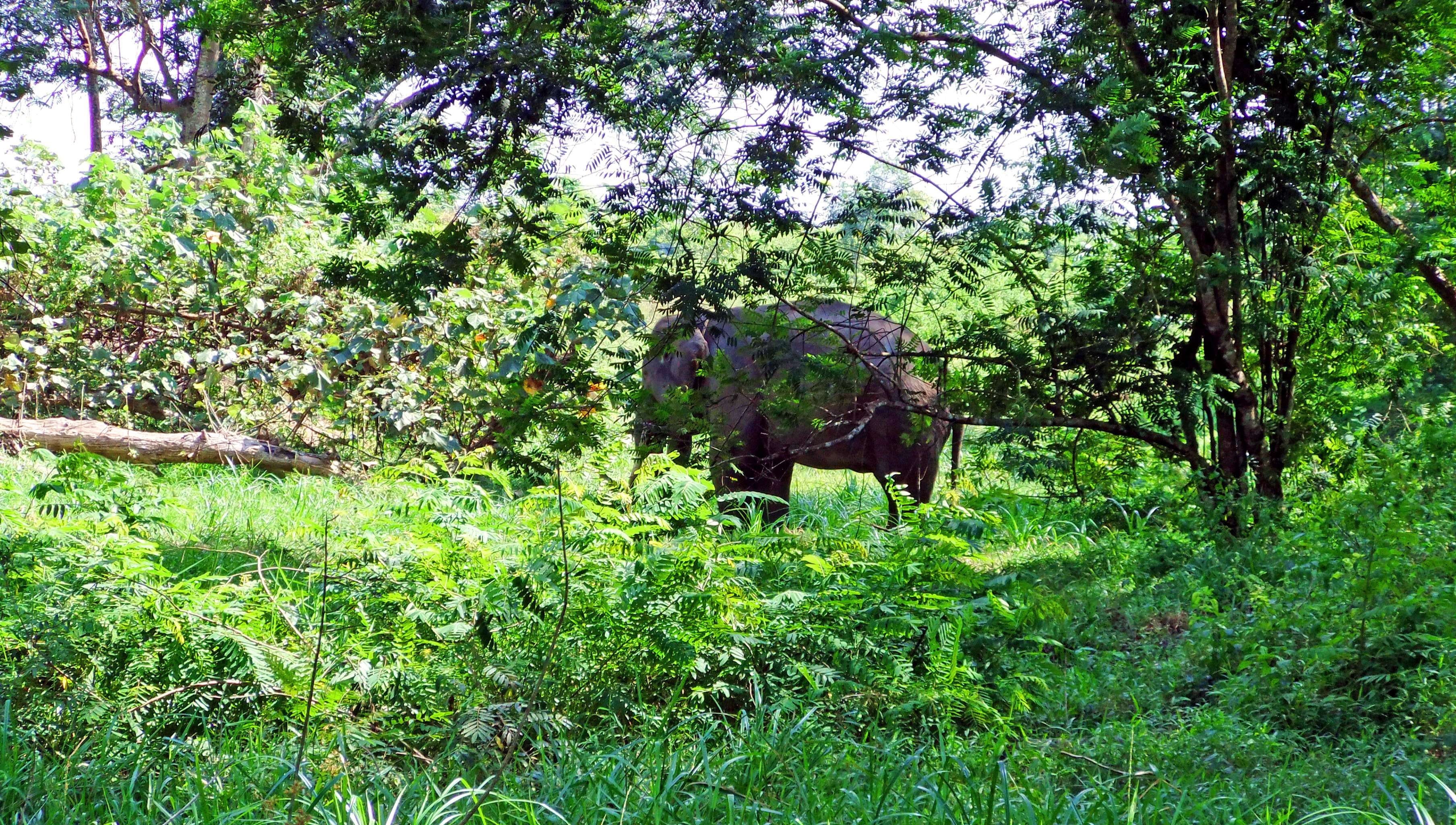 plant, field, nature, land, lush foliage, grass, branch, forest, tranquility, elephas maximus sumatranus, green color, scenics - nature, beauty in nature, HD Wallpaper