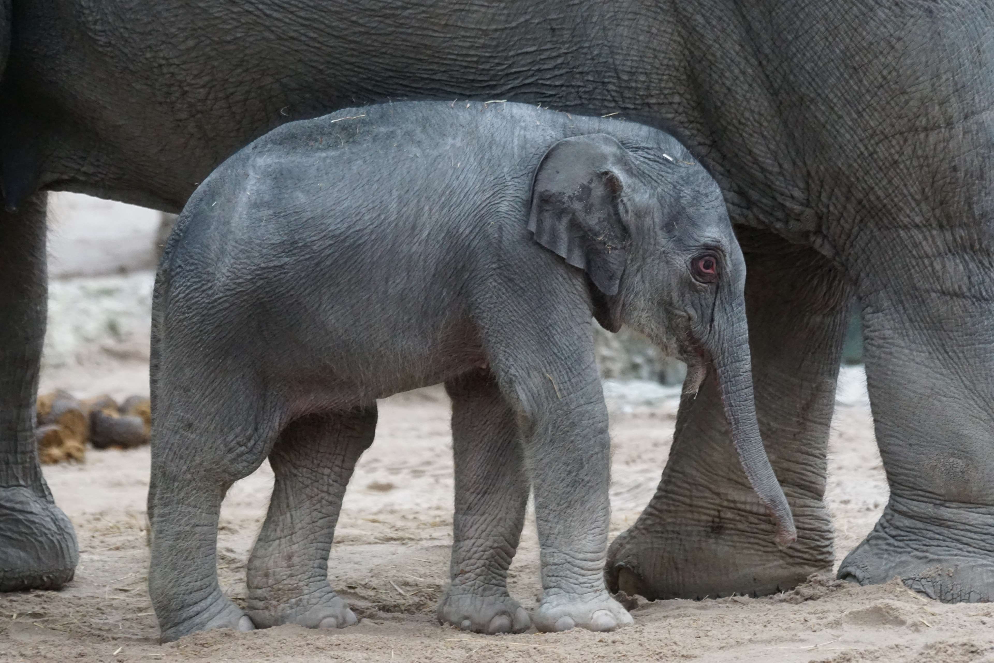 safari, elephant calf, animal trunk, no people, animal body part, vertebrate, 4K, day, african elephant, zoo, herbivorous, animal wildlife, nature, animal family, HD Wallpaper