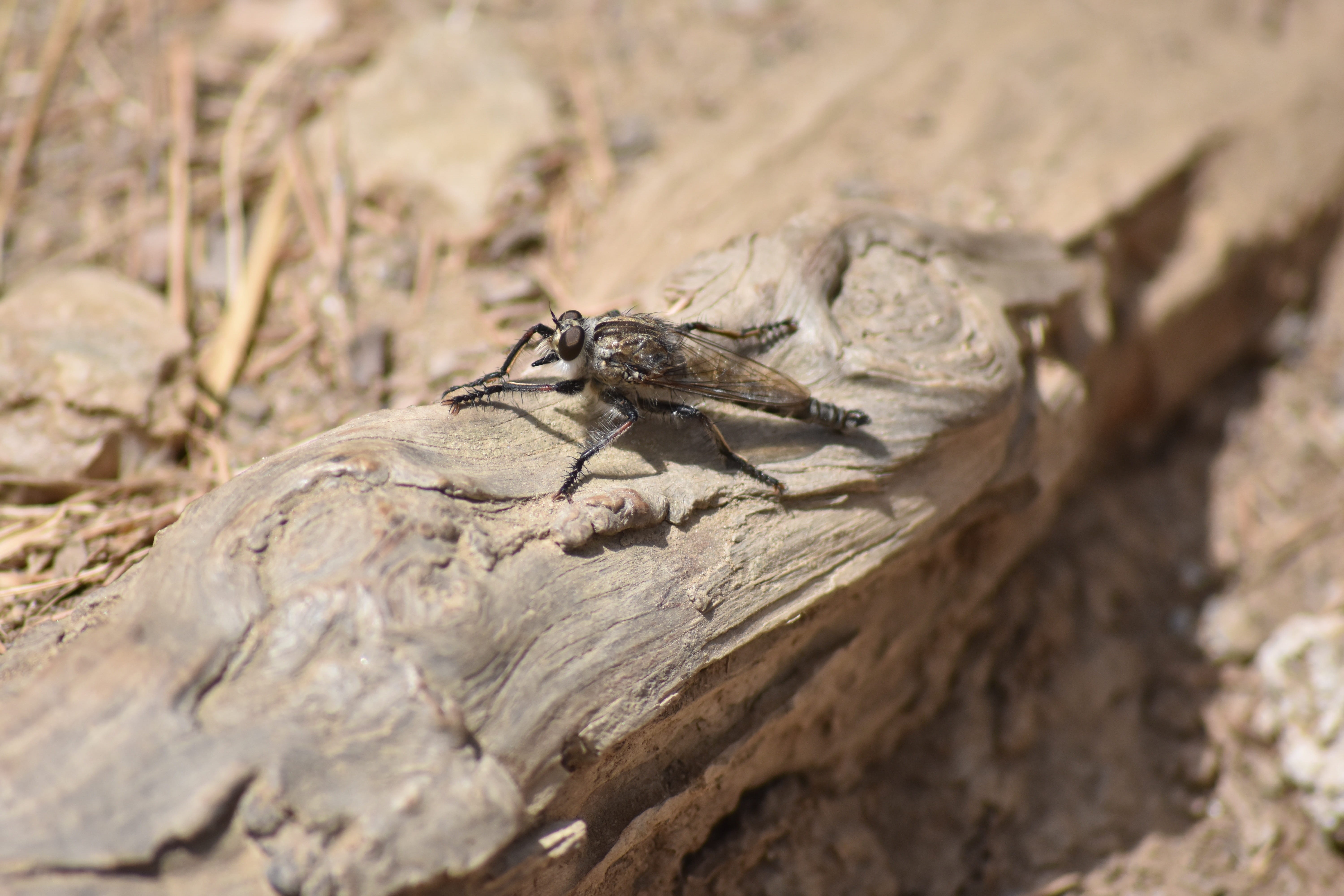 solid, invertebrate, animals in the wild, nature-surprising, com, animal, rock - object, selective focus, insect, nature, one animal, vertebrate, 5K, wood - material, HD Wallpaper