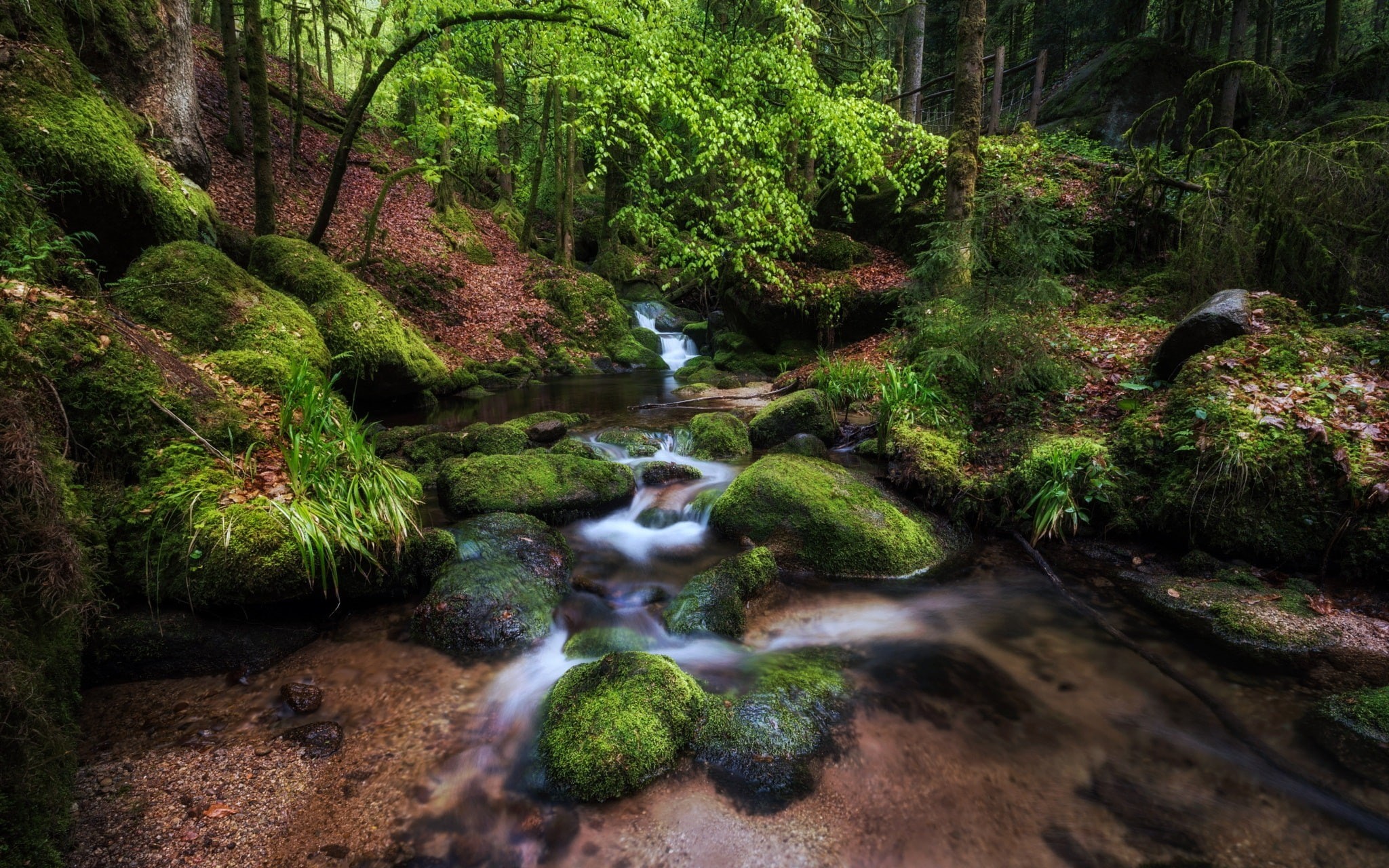 1080P, water, nature, plants, moss, Pascal Schirmer, 500px, HD Wallpaper