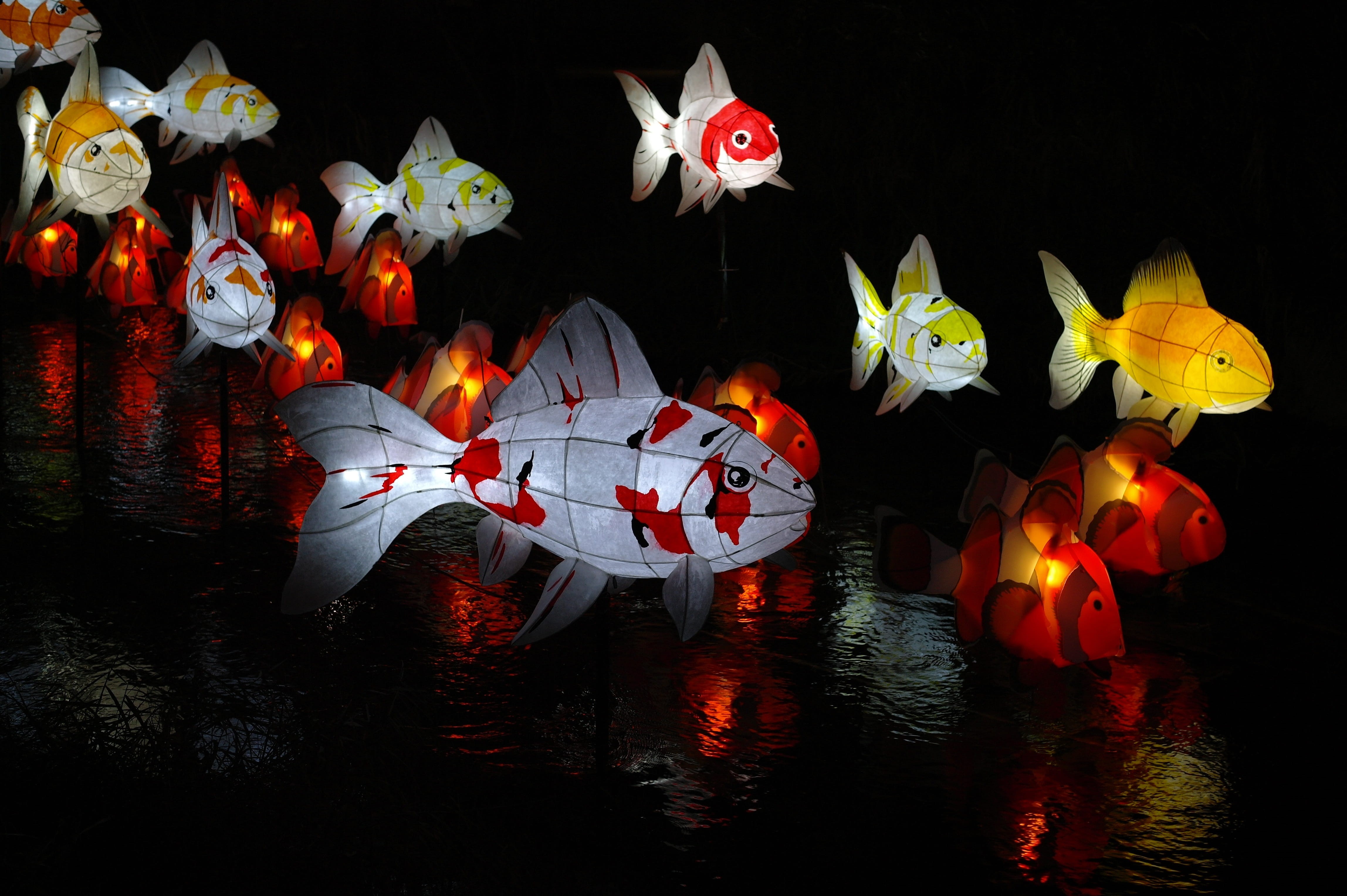 party, flame, lamp, lantern, seoul, paper boat, celebration, color, night festival, vertebrate, korea, light, art and craft, 4K, in the dark, floating on water, HD Wallpaper