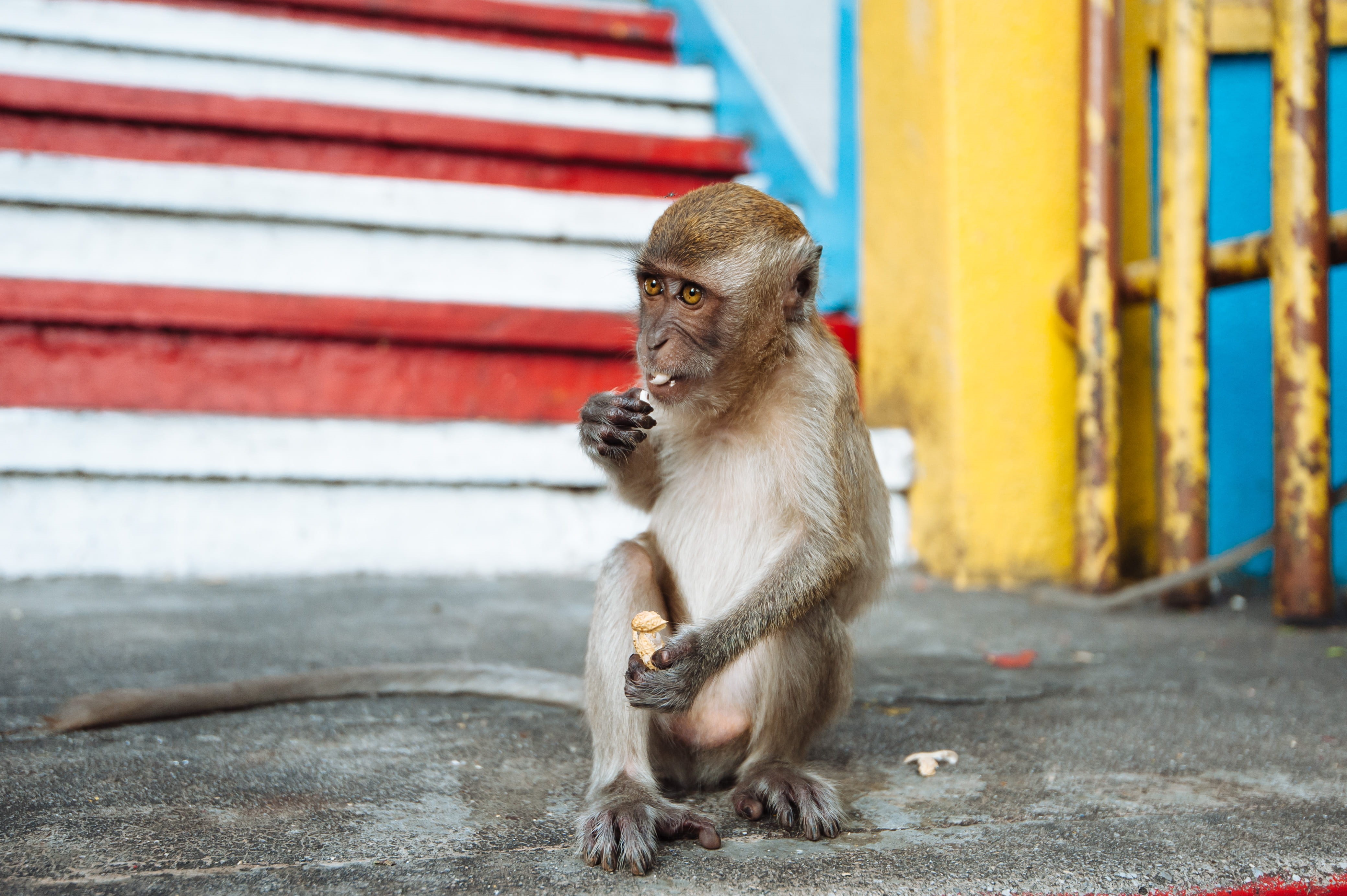 mammal, groudn, city, animals in the wild, looking, full length, food, care, sitting, outdoors, people, steps, batu, 4K, vertebrate, animal wildlife, looking away, HD Wallpaper
