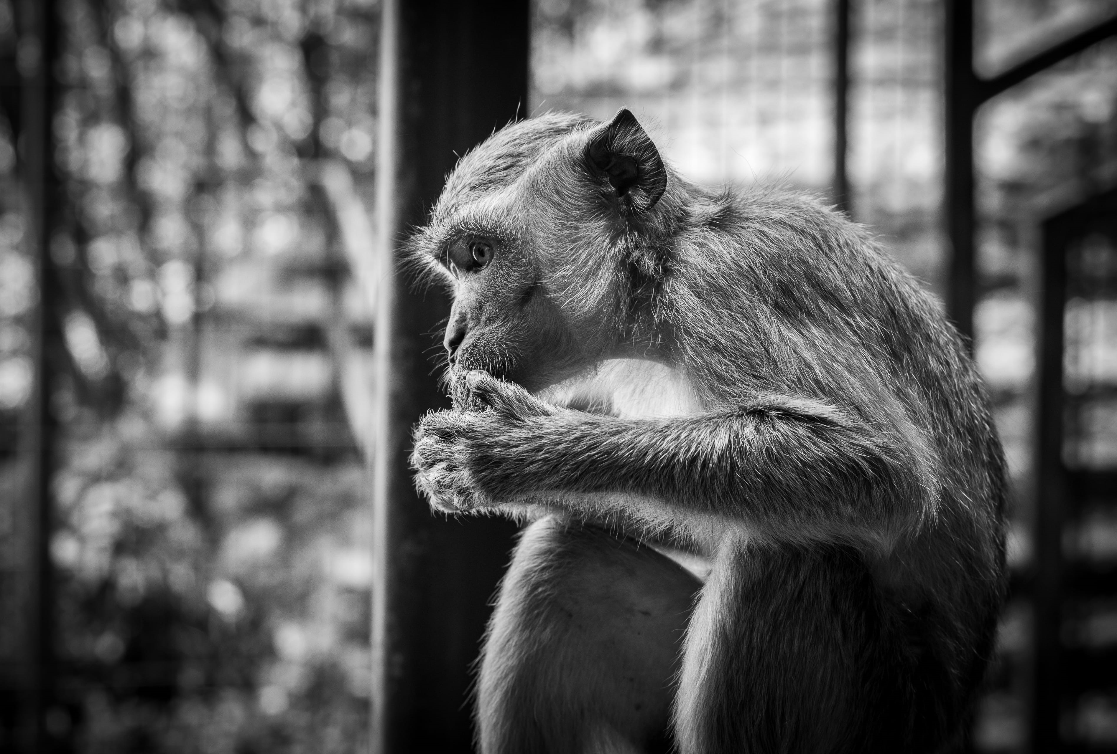 animals, close-up, baboon, malaysia, nature, animal wildlife, vertebrate, no people, primate, 2K, outdoors, mammal, one animal, animal themes, zoo, food, HD Wallpaper