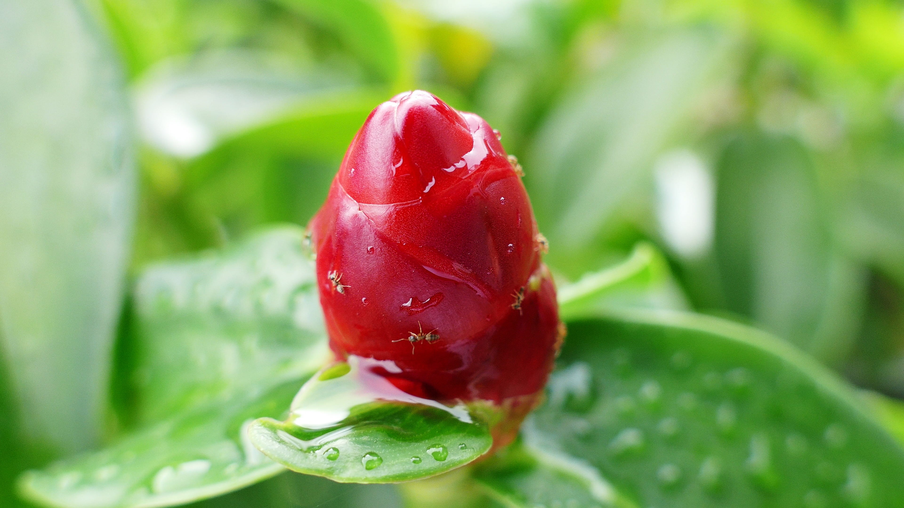 red, micro, wellbeing, ants, green color, flower, plant, malaysia, dew, food and drink, water, focus on foreground, healthy eating, leaf, fruit, batu caves, HD Wallpaper