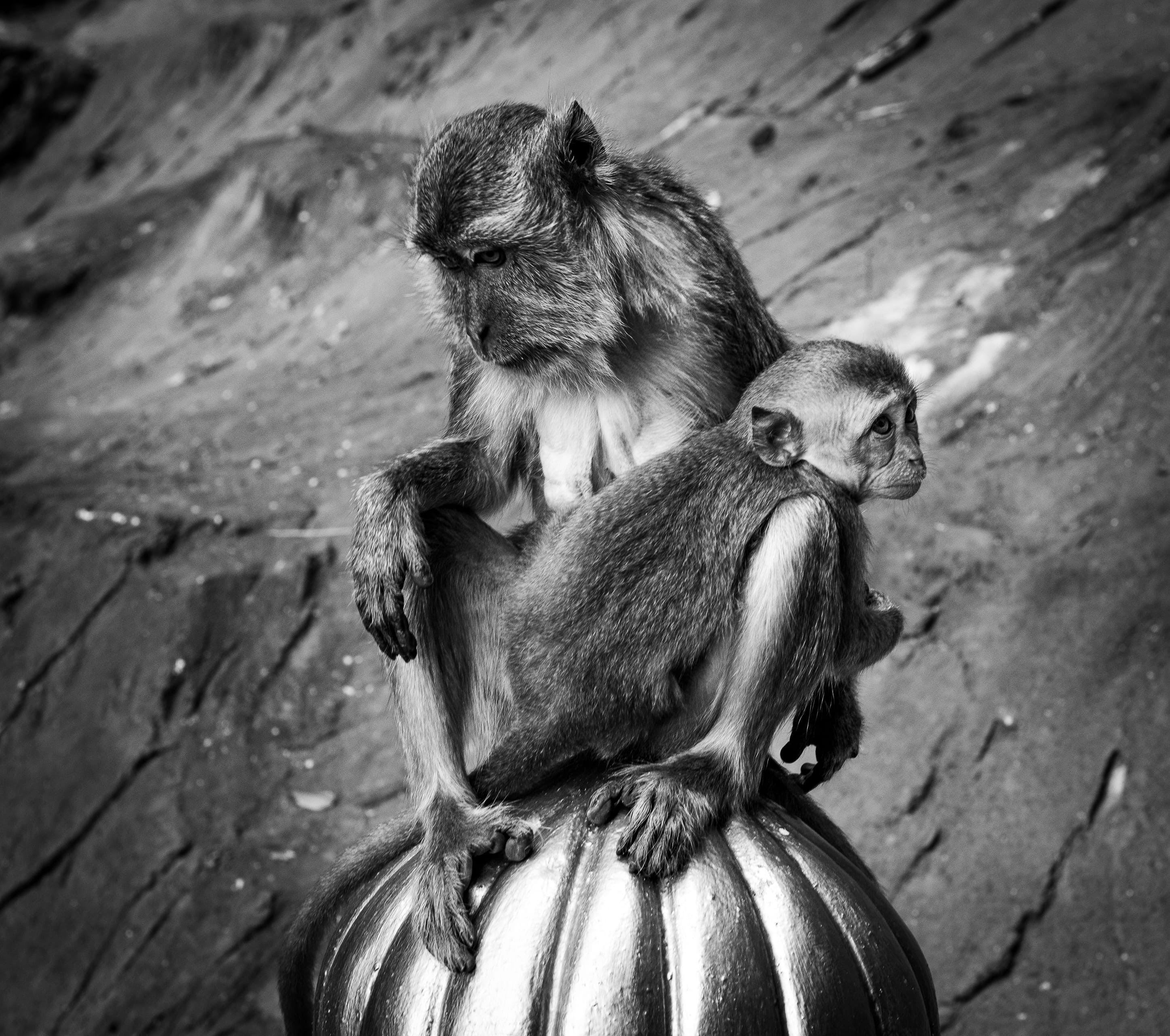 outdoors, focus on foreground, batu caves, photo, malaysia, animal, animal family, nature, grayscale, vertebrate, 2K, food, kuala lumpor, animals in the wild, HD Wallpaper