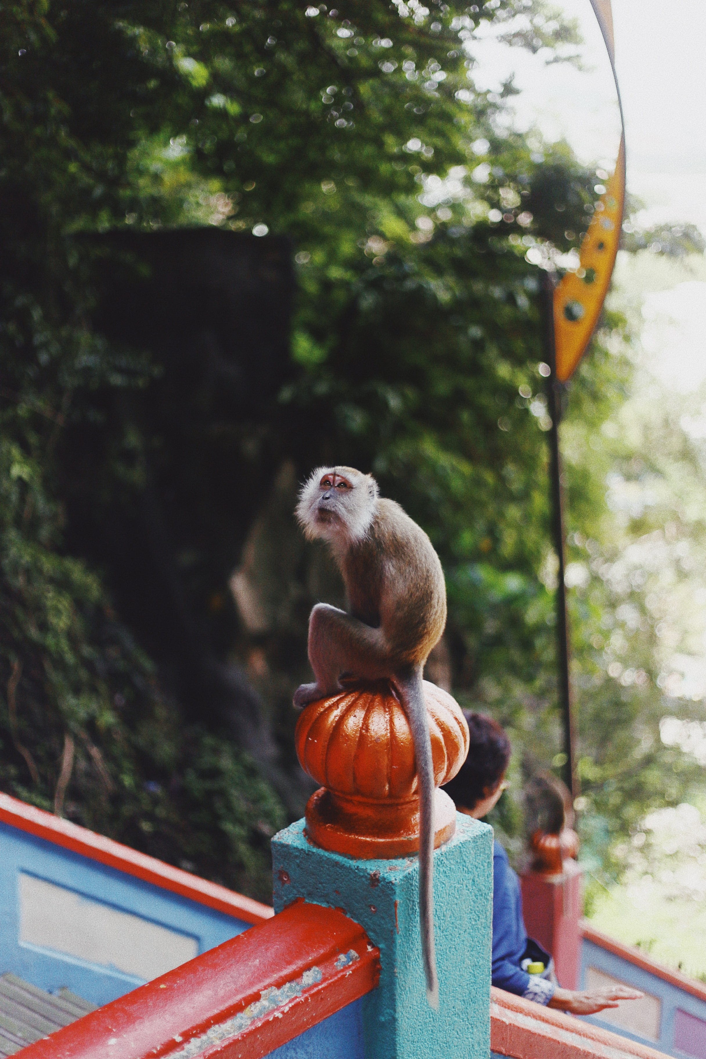 animal wildlife, wildlife, plant, animals in the wild, primate, food and drink, animal, animal themes, monkey, nature, adventure, destination, monkey forest, Phone HD Wallpaper