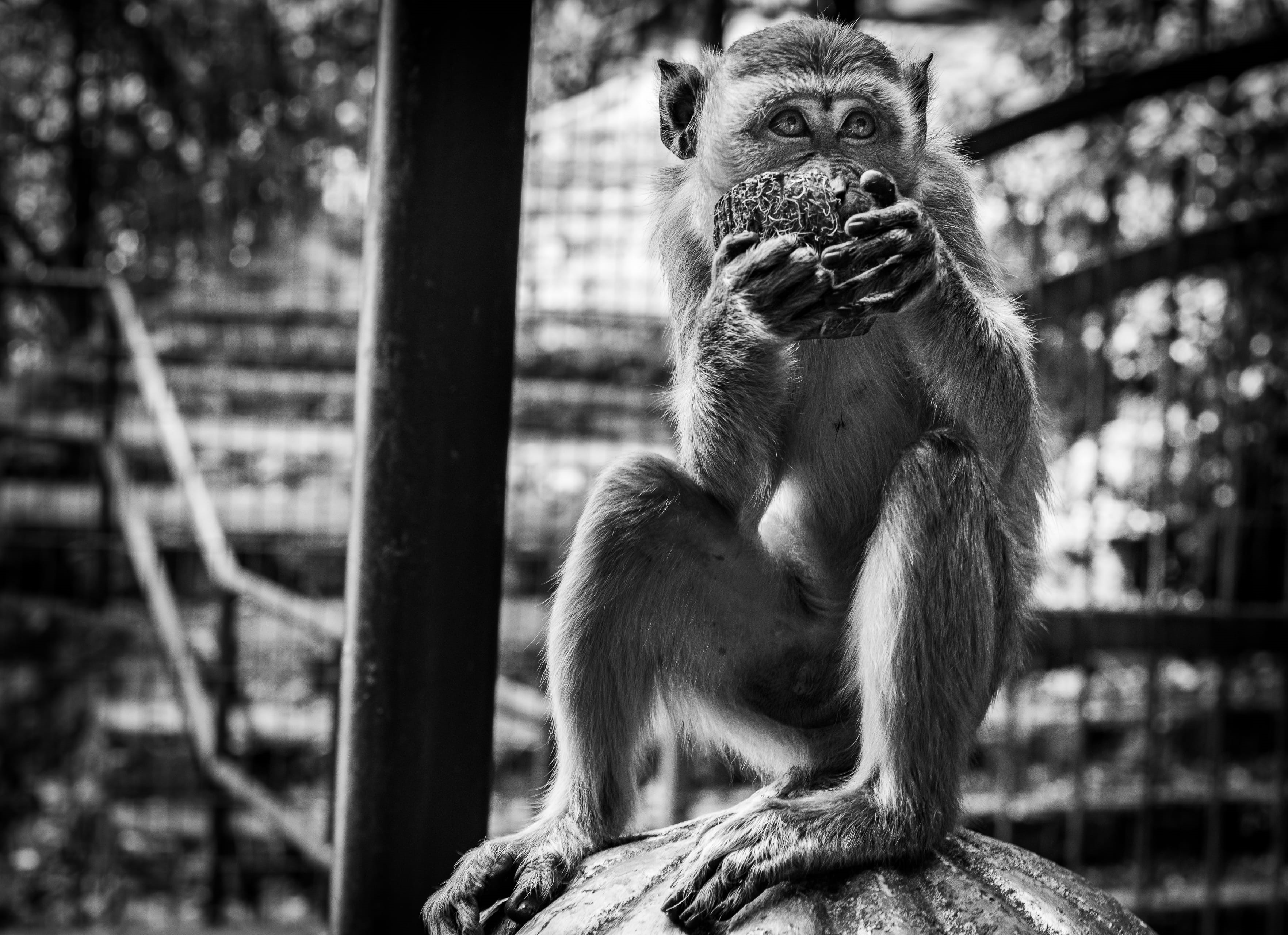 eating, animals in the wild, 2K, outdoors, food, animal family, baboon, wildlife, sitting, batu caves, day, lion, looking, animal wildlife, mammal, malaysia, HD Wallpaper