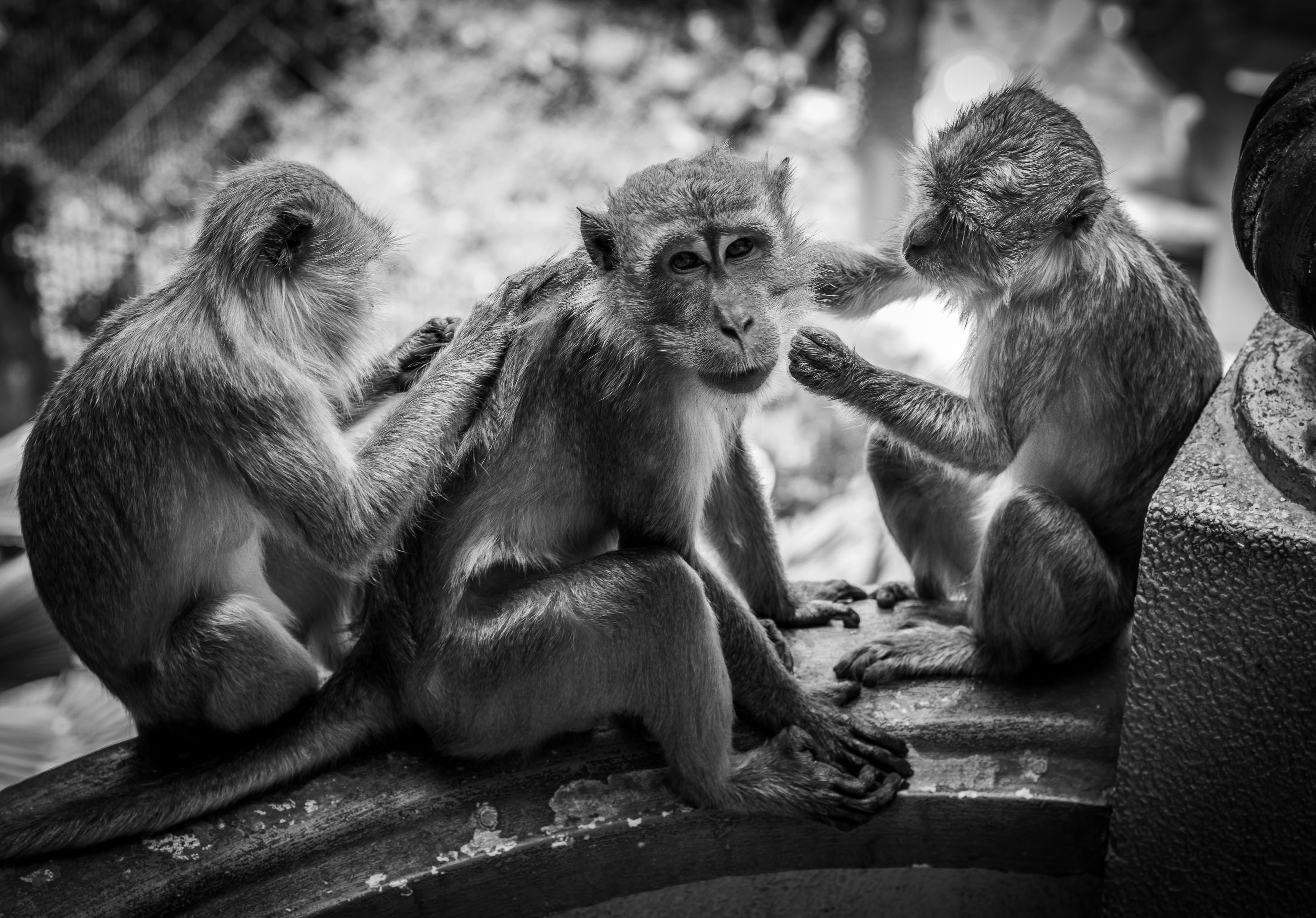 animal, tiger, focus on foreground, zoo, monkeys, animals in the wild, relaxation, baboon, orangutan, concrete, no people, monkey, day, food, animals, 2K, HD Wallpaper