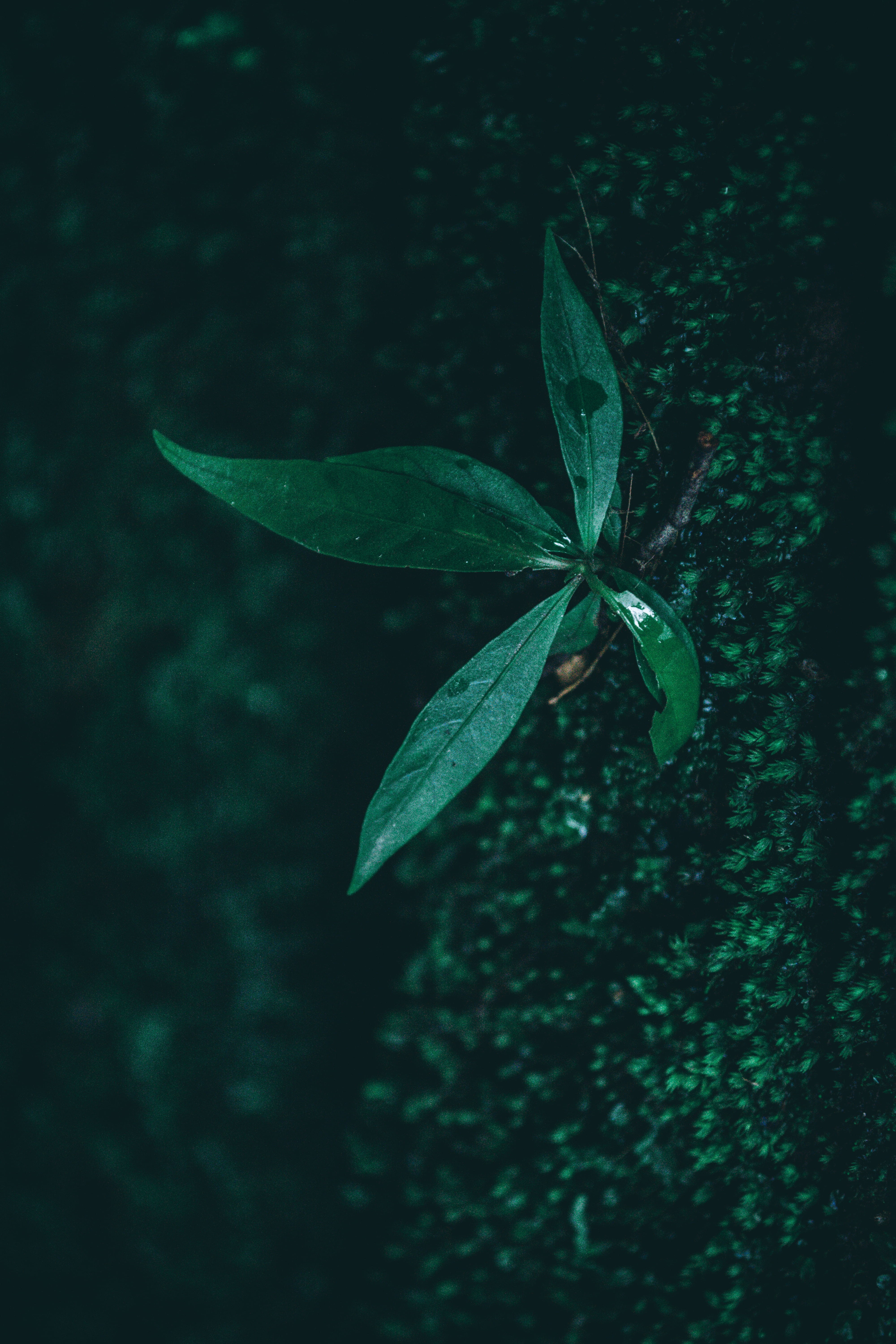growth, 5K, high angle view, selective focus, land, close-up, green color, batu caves, leaf, day, fragility, plant, tranquility, focus on foreground, nature, Phone HD Wallpaper