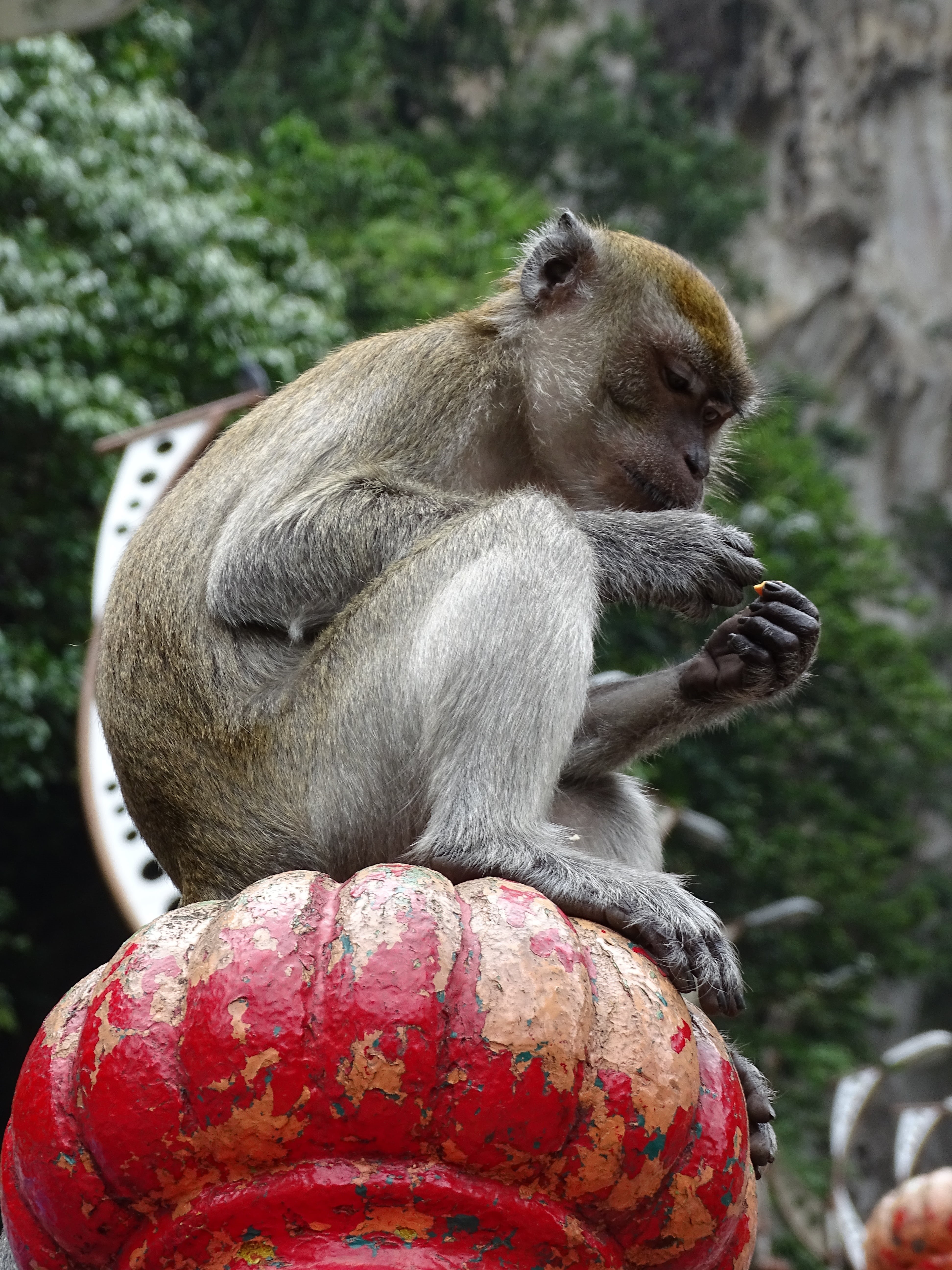 primate, 5K, batu caves, eating, cute, forest, red, sitting, no people, animal wildlife, belief, plant, focus on foreground, tropical Rainforest, day, Phone HD Wallpaper