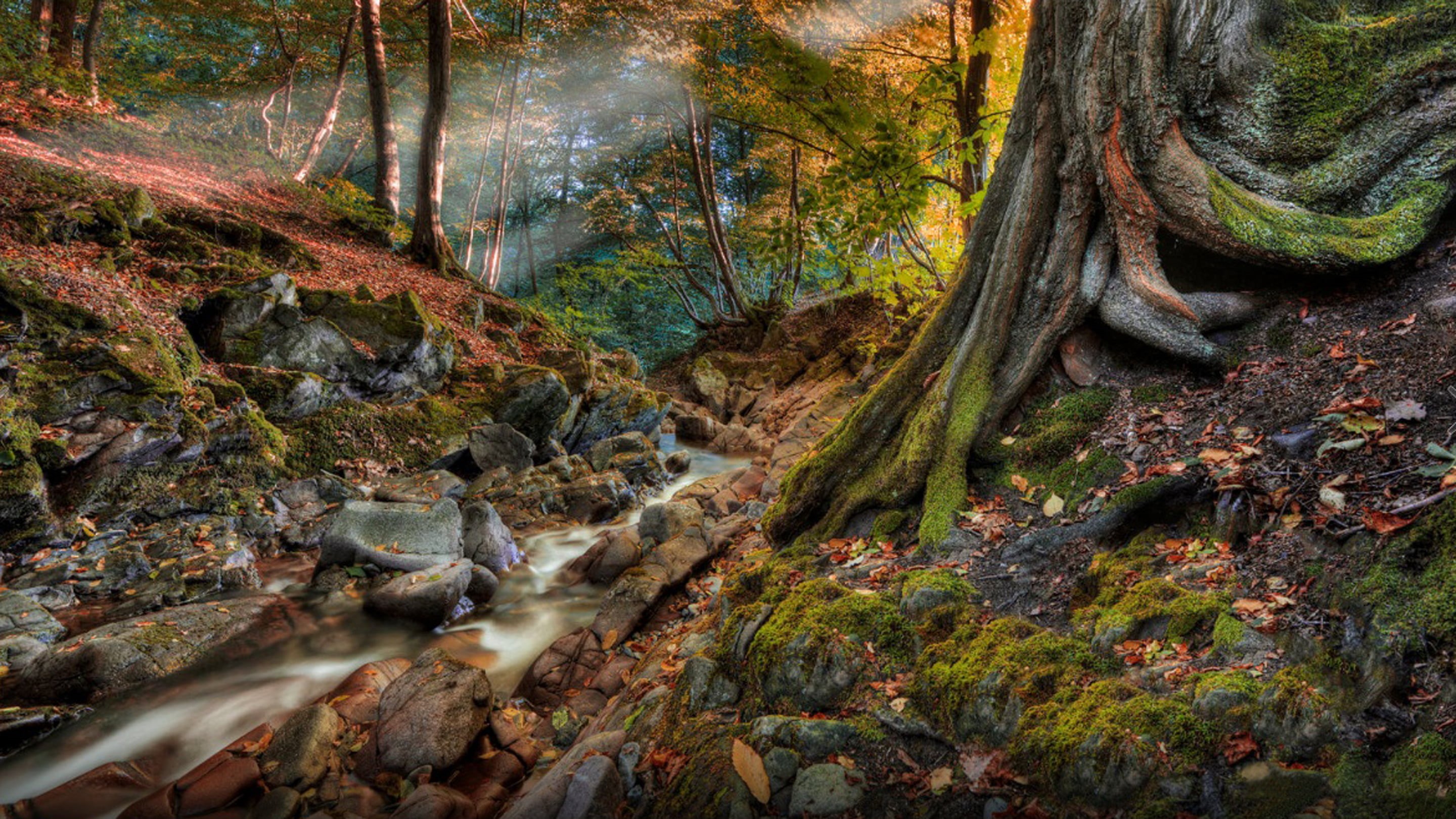 zealand, outdoors, beauty in nature, change, autumn, nature, stream - flowing water, tree, tranquil scene, southeast, mountains, flowing, water, plant, HD Wallpaper