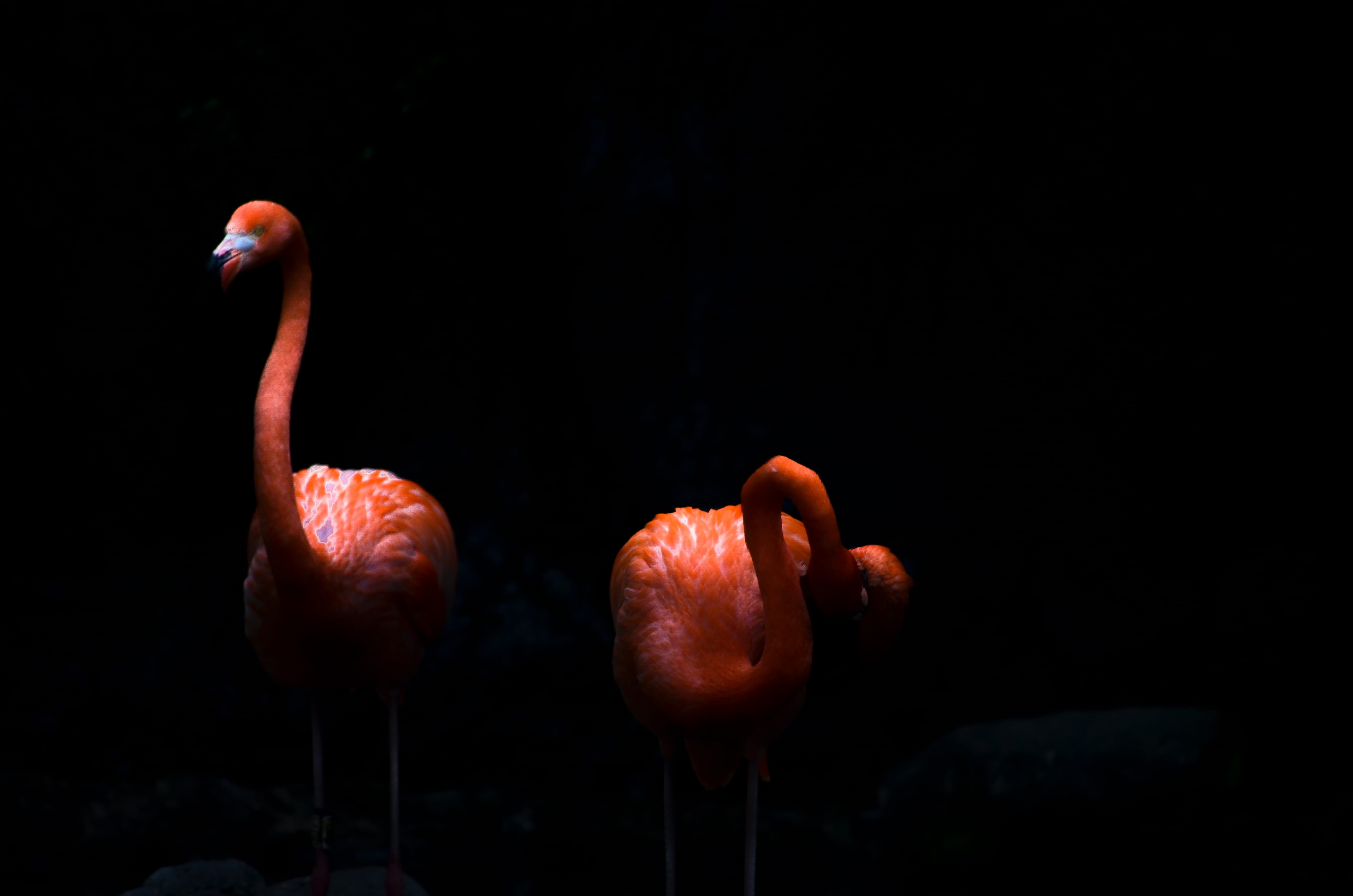 batu secret zoo, pink color, animal wildlife, copy space, no people, animals in the wild, bird, flamingo, beauty in nature, animal neck, freshwater bird, HD Wallpaper