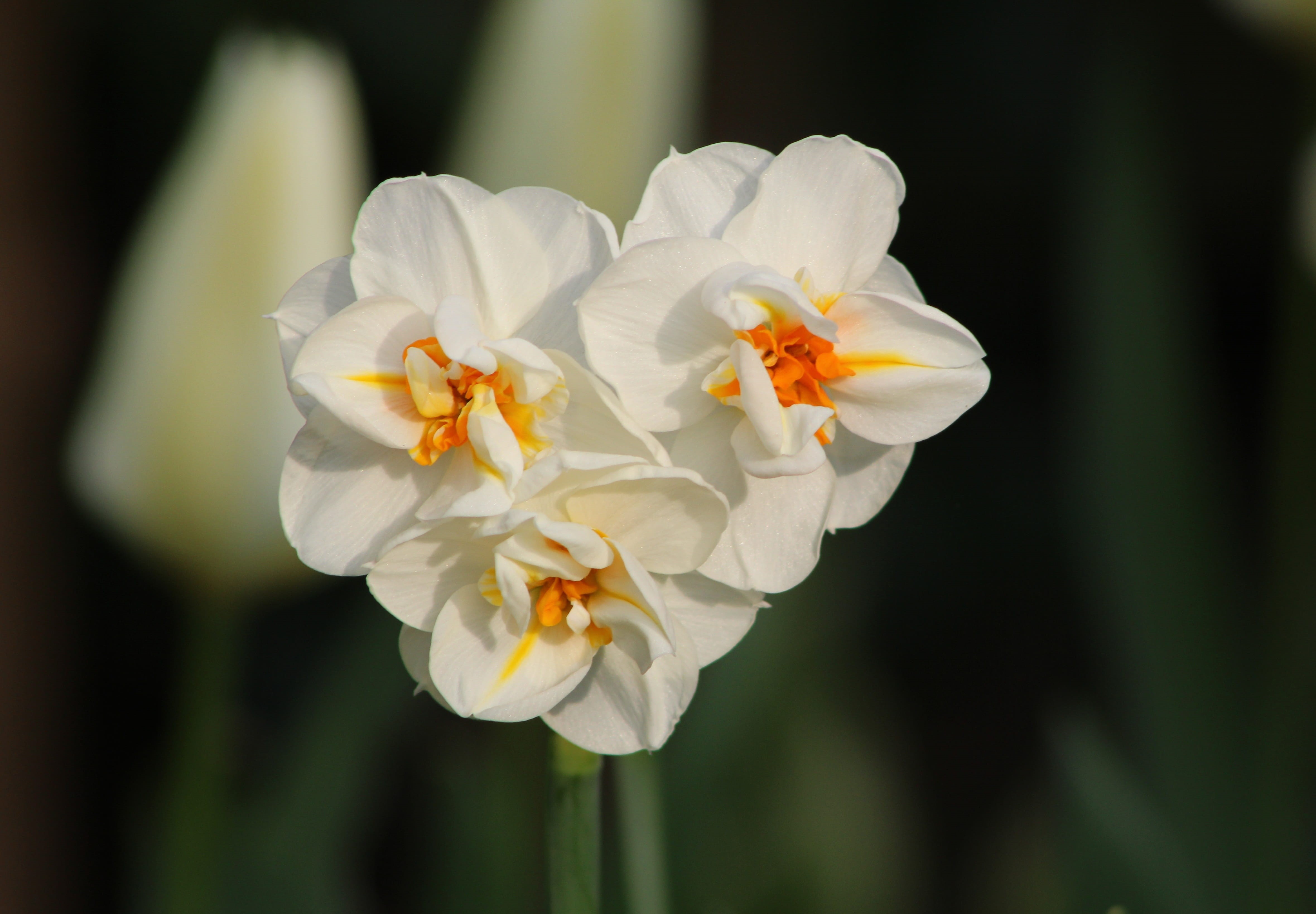 nature, petal, petals, growth, white color, vulnerability, freshness, pollen, day, no people, beauty in nature, focus on foreground, plant, 4K, narcissus sir winston churchill, HD Wallpaper