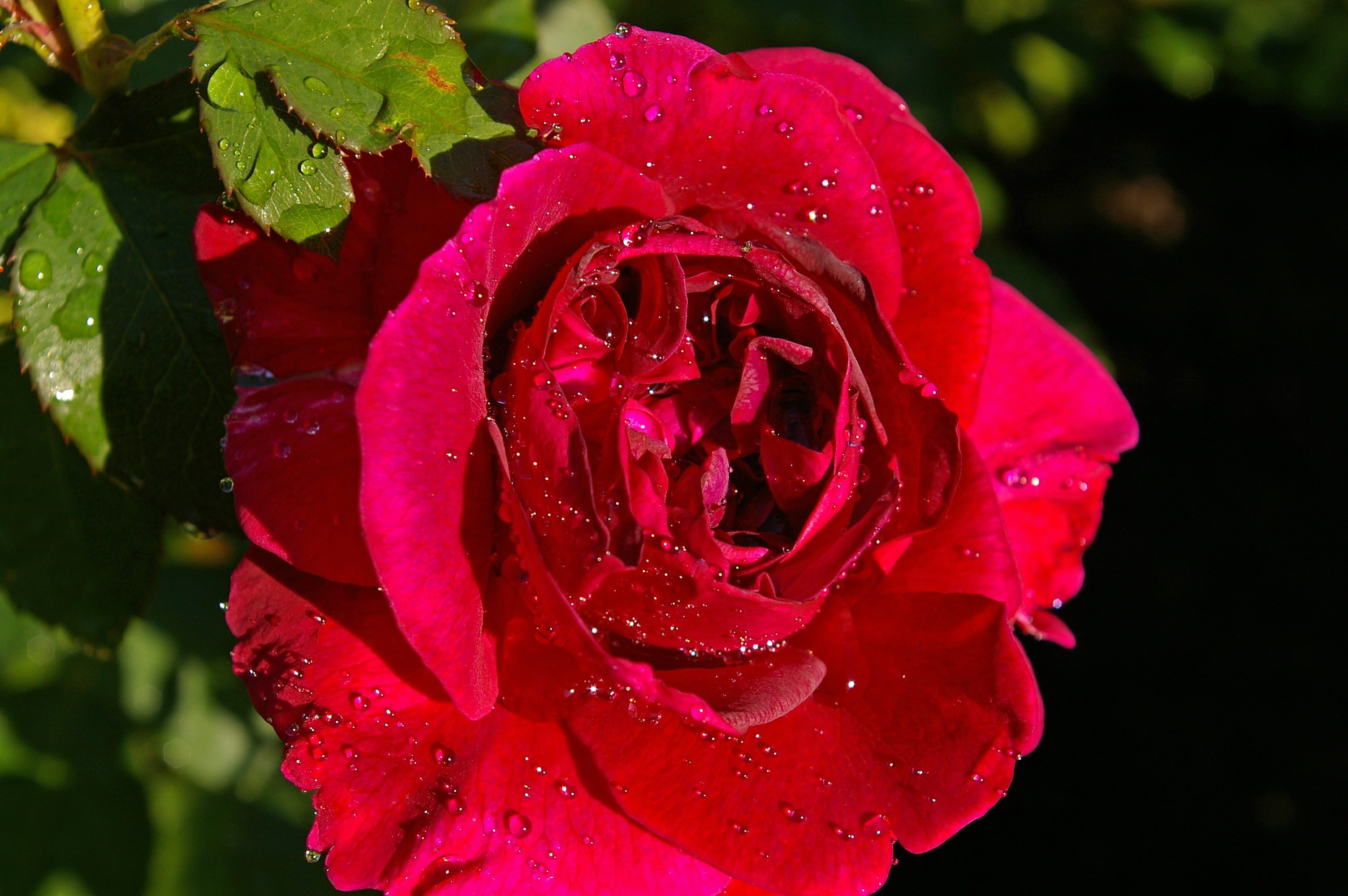 bud, drop, plant, no people, open rose, raindrop, outdoors, single Flower, close-up, Red Rose, nature, fragility, scented rose, birthday flowers, rose garden, HD Wallpaper