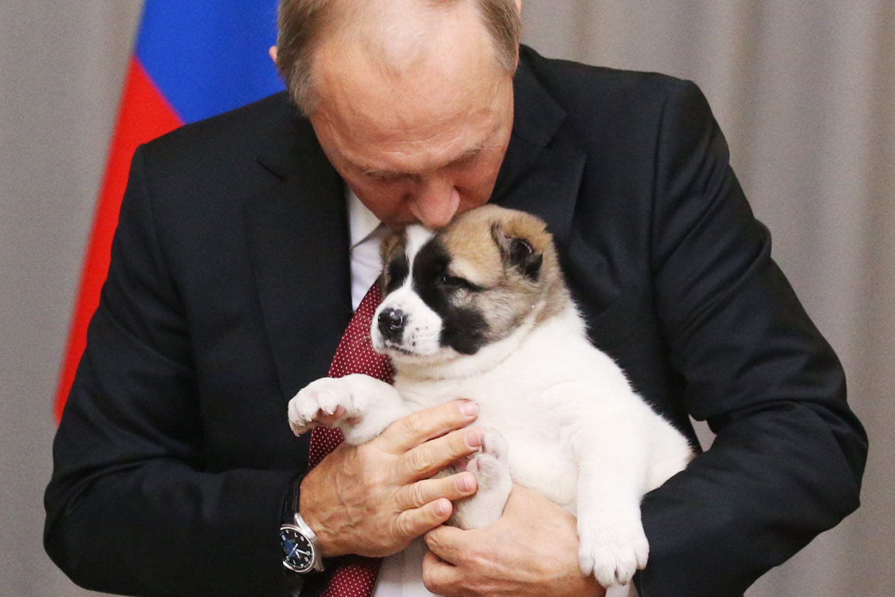putin, men, president, russian, man, 720P, russia, vladimir, HD Wallpaper