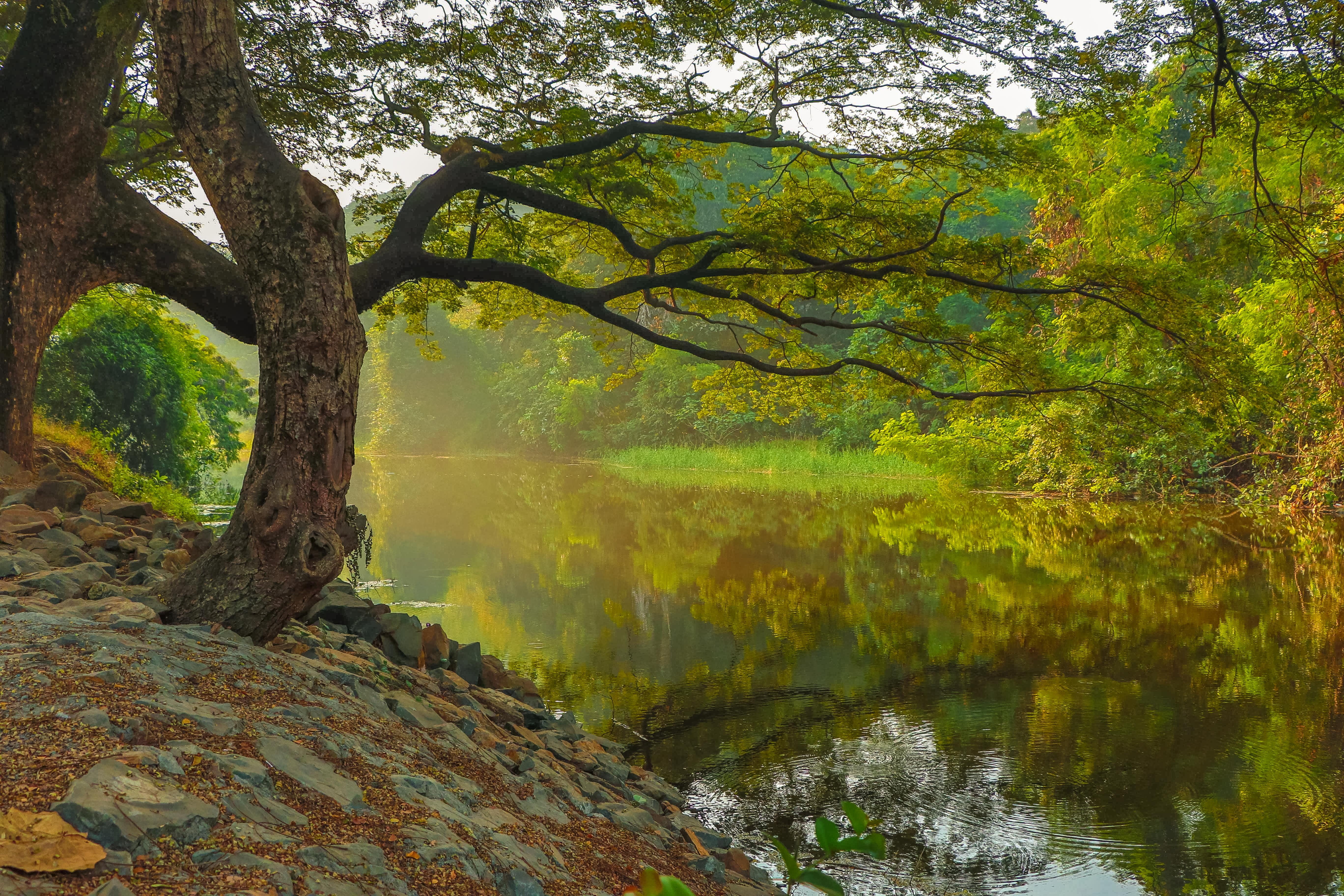 mumbai, outdoors, reflection, woodland, tranquility, plant, growth, change, 5K, sanjay gandhi national park, tree, autumn, no people, lake, tranquil scene, HD Wallpaper