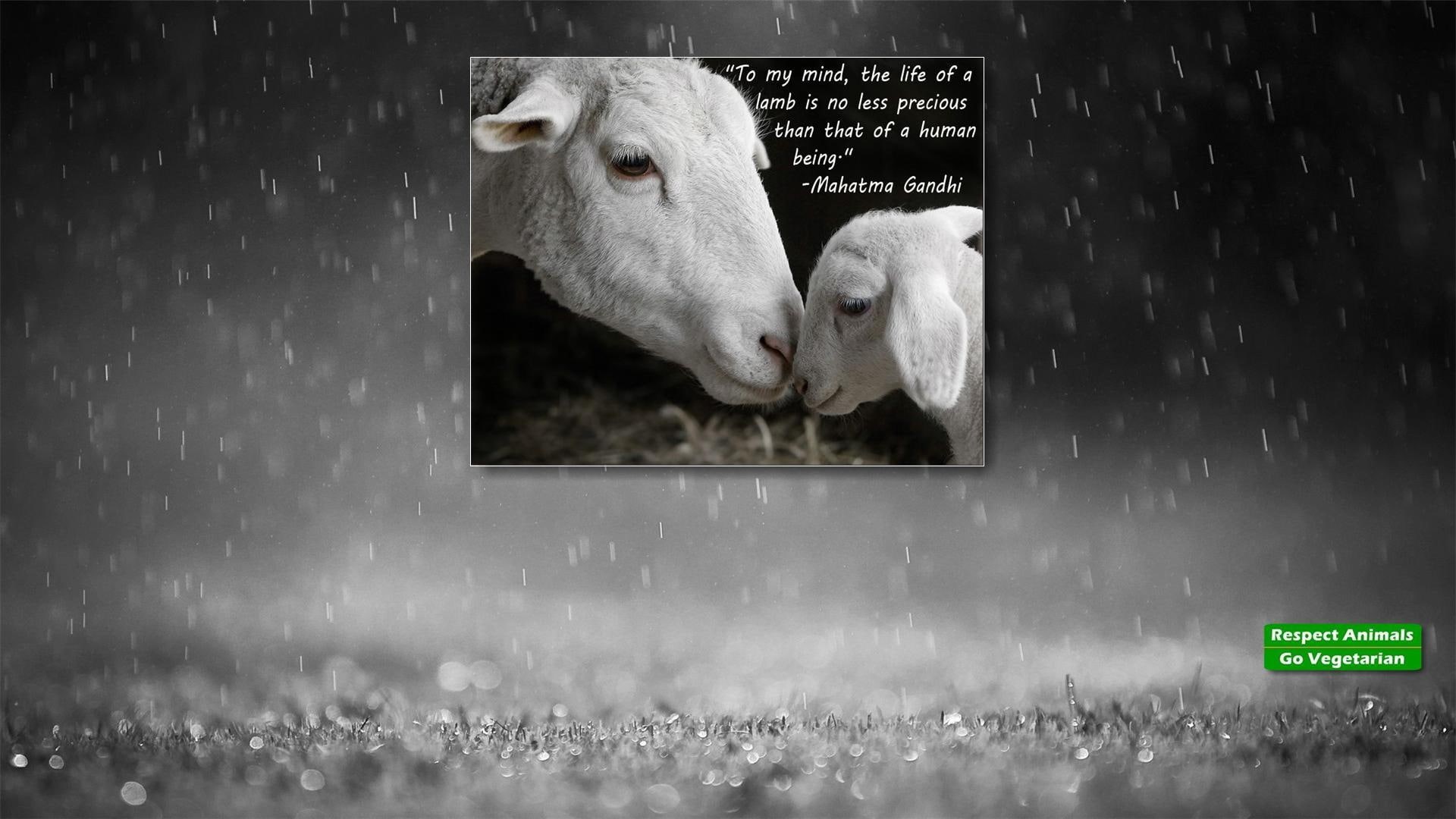 1080P, human, vegetarian, gandhi, love, life, mahatma, vegan, mercy, lamb, quote, ghi, compassion, sheep, HD Wallpaper