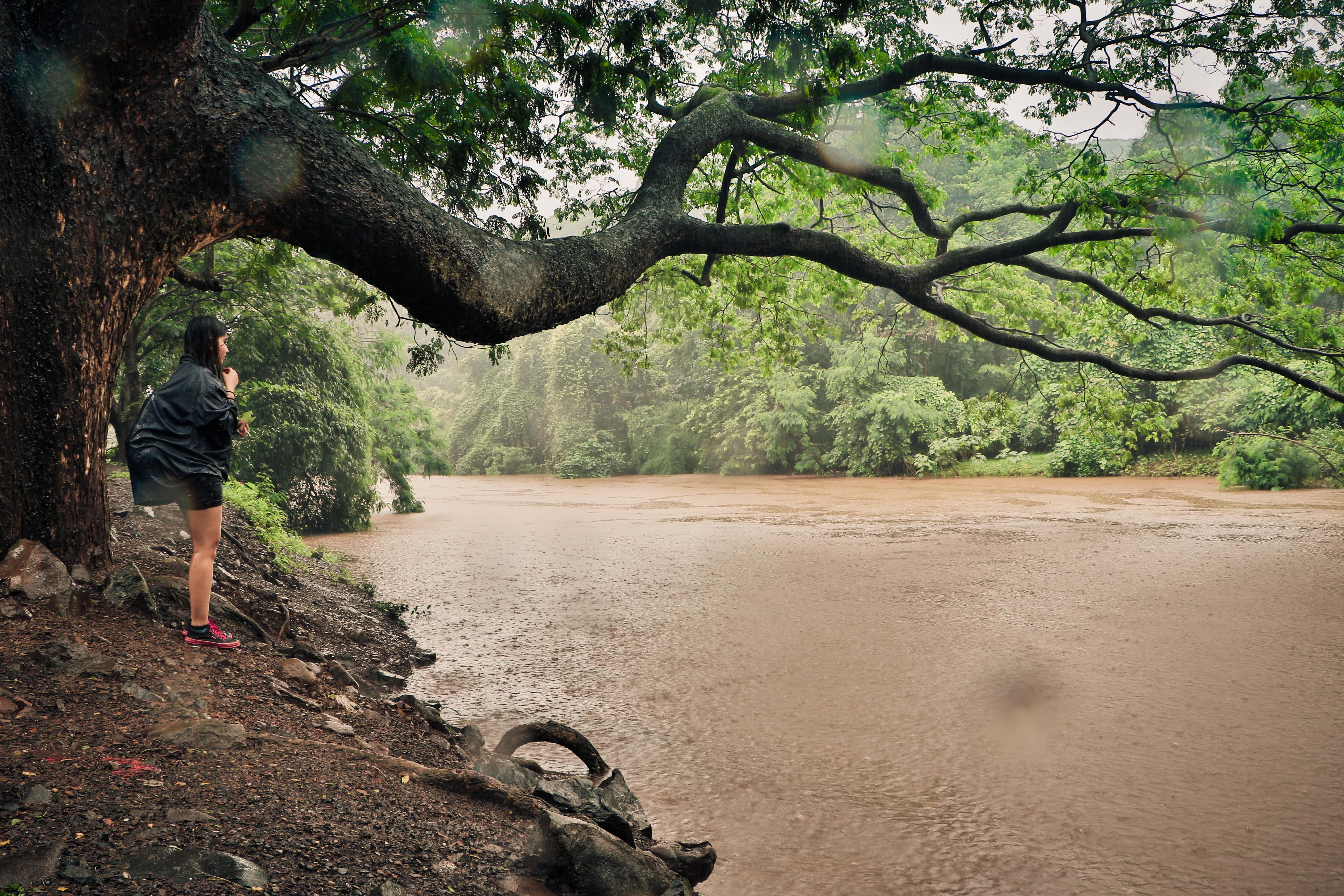 sanjay gandhi national park, beauty in nature, national park, tree trunk, real people, rain, ssssssssss, qqqqqqq, 5K, one person, day, lake, scenics - nature, HD Wallpaper