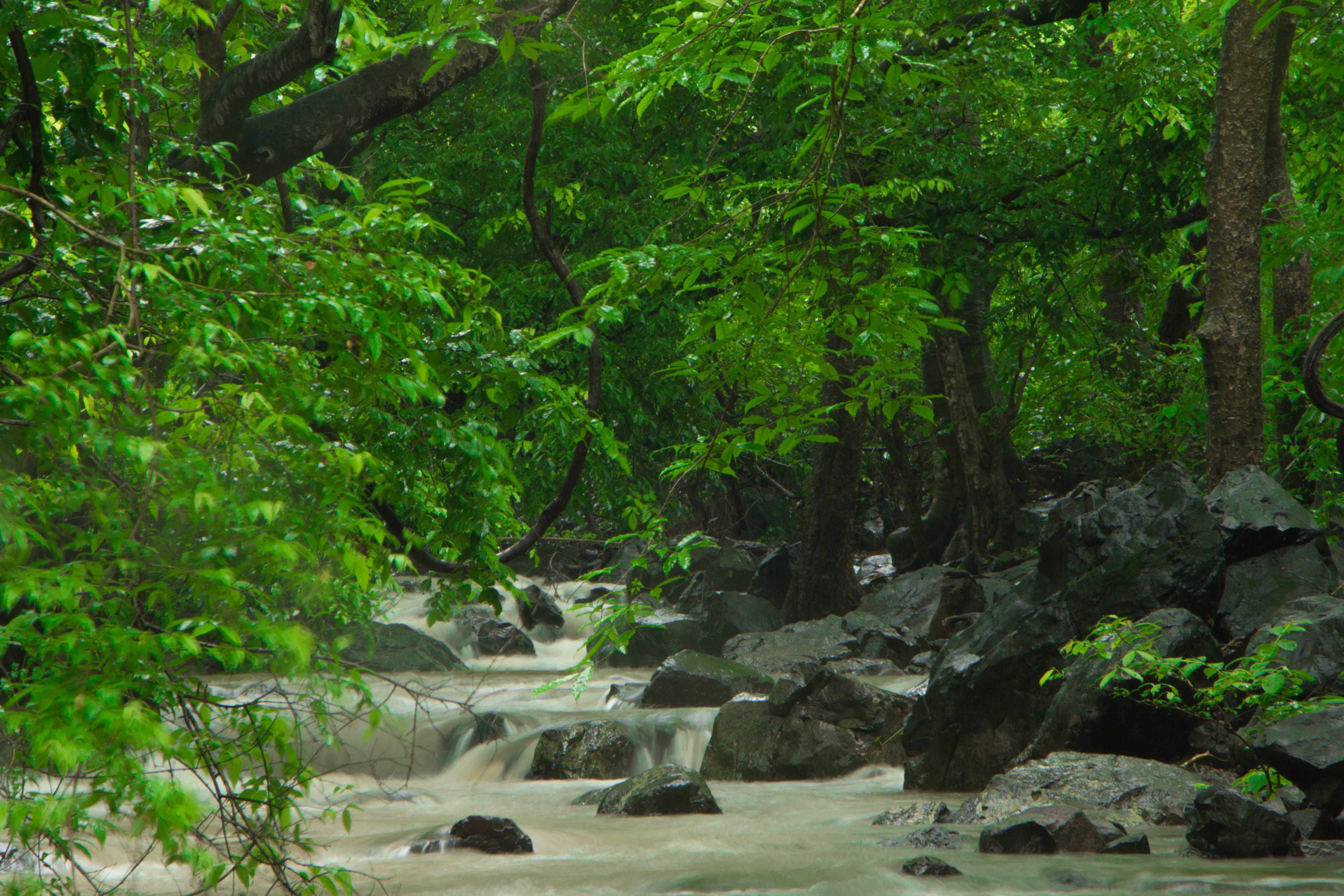 green, india, nature, tranquility, green color, rain, growth, day, rainforest, scenics - nature, forest, rock, mumbai, flowing, outdoors, lake, 5K, tree, HD Wallpaper