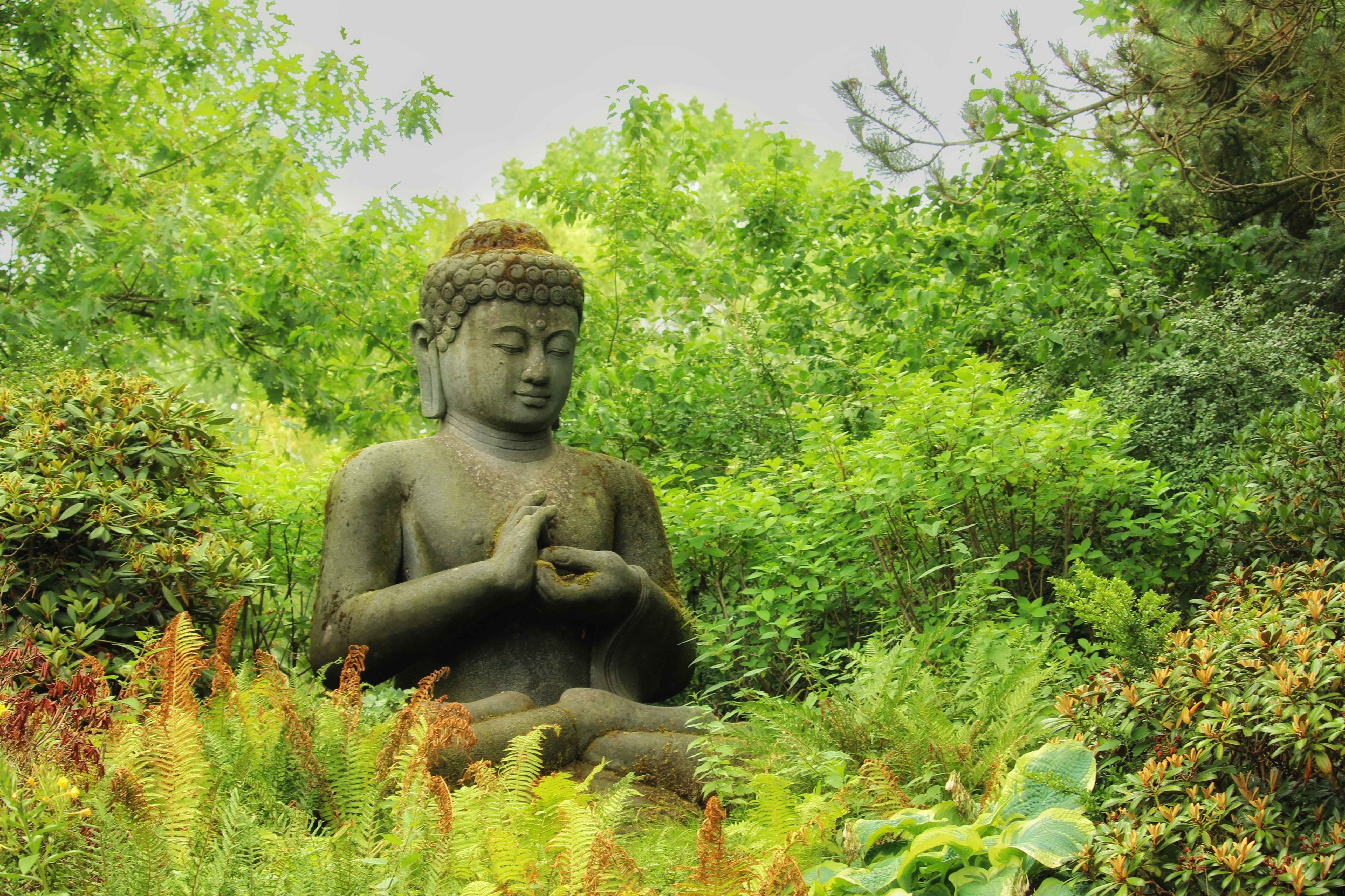 5K, gelassenheint, green, nature, religion, spirituality, buddhism, day, hope, inner calm, creativity, plant, male likeness, human representation, meditate, HD Wallpaper