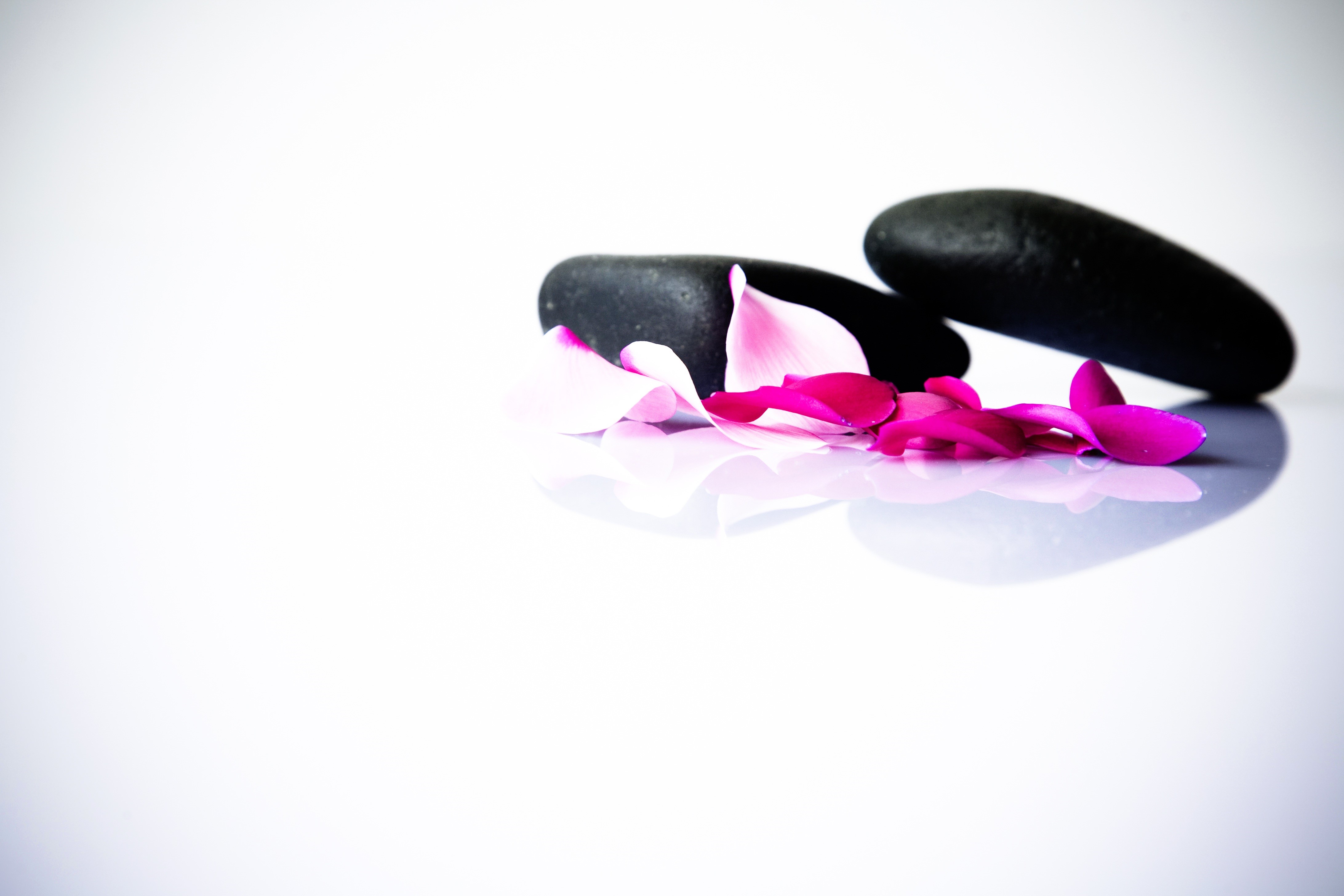 beauty, yoga, two, no people, flower, vulnerability, beauty Product, freshness, pink, nature, meditation, flowers, closeup, black, white background, recovery, HD Wallpaper