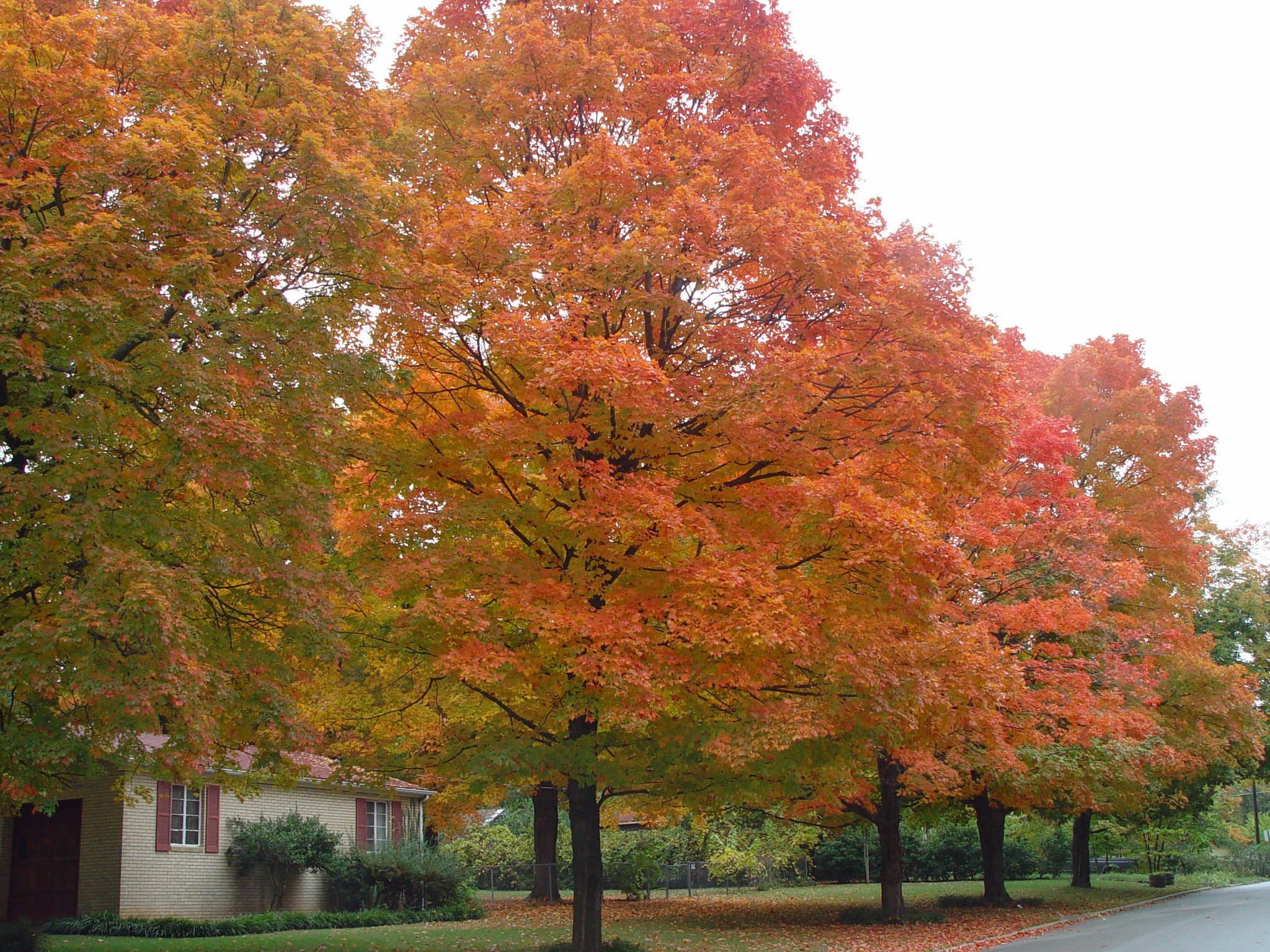 autumn, orange color, colorful trees, sky, day, change, built structure, ozark, season, yellow, october leaves, park, ozark scene, scenics - nature, fall foliage, HD Wallpaper