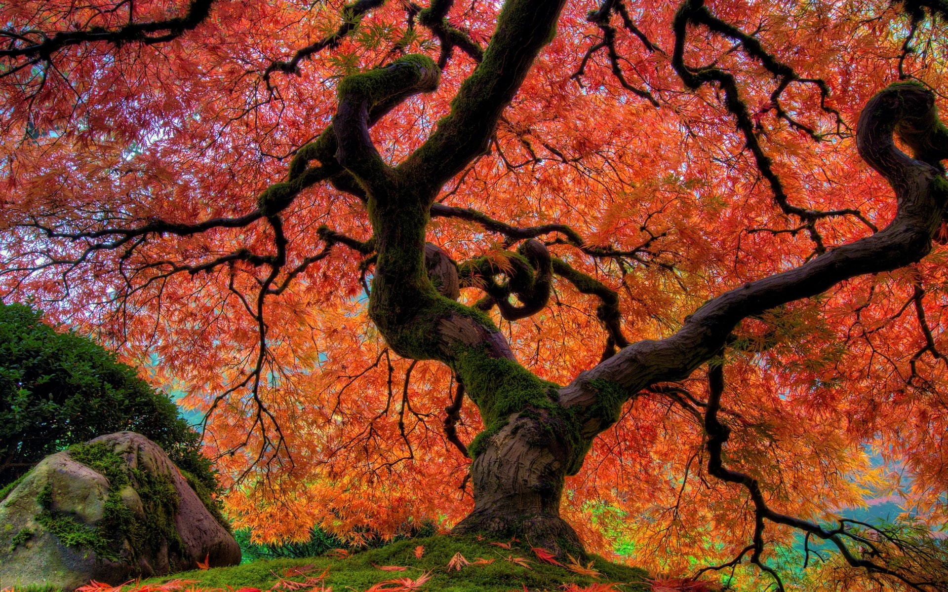 1080P, Tree, Fall, Japanese Garden, Earth, Oak, Foliage, Trees, HD Wallpaper