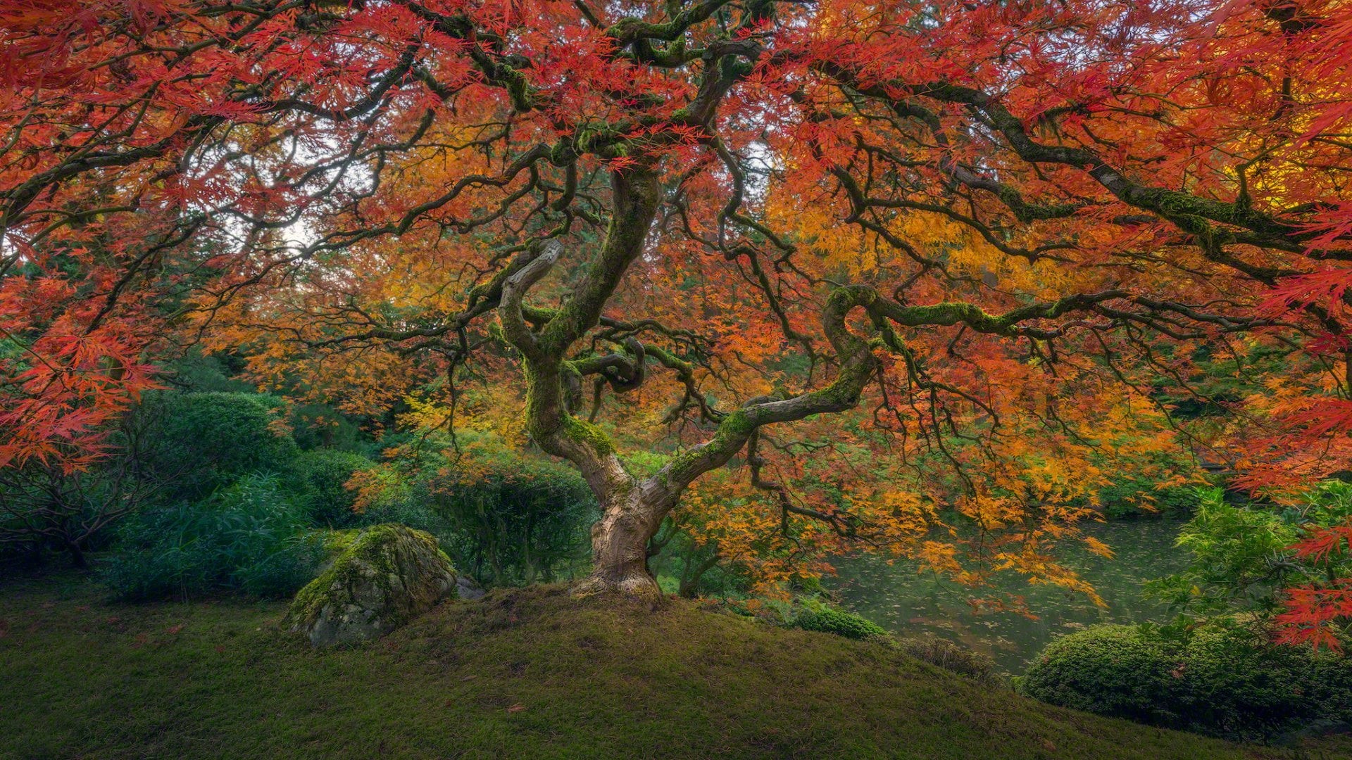 idyllic, land, tranquility, Japanese Garden, Tree, change, outdoors, no people, orange color, non-urban scene, autumn, Earth, environment, green color, HD Wallpaper