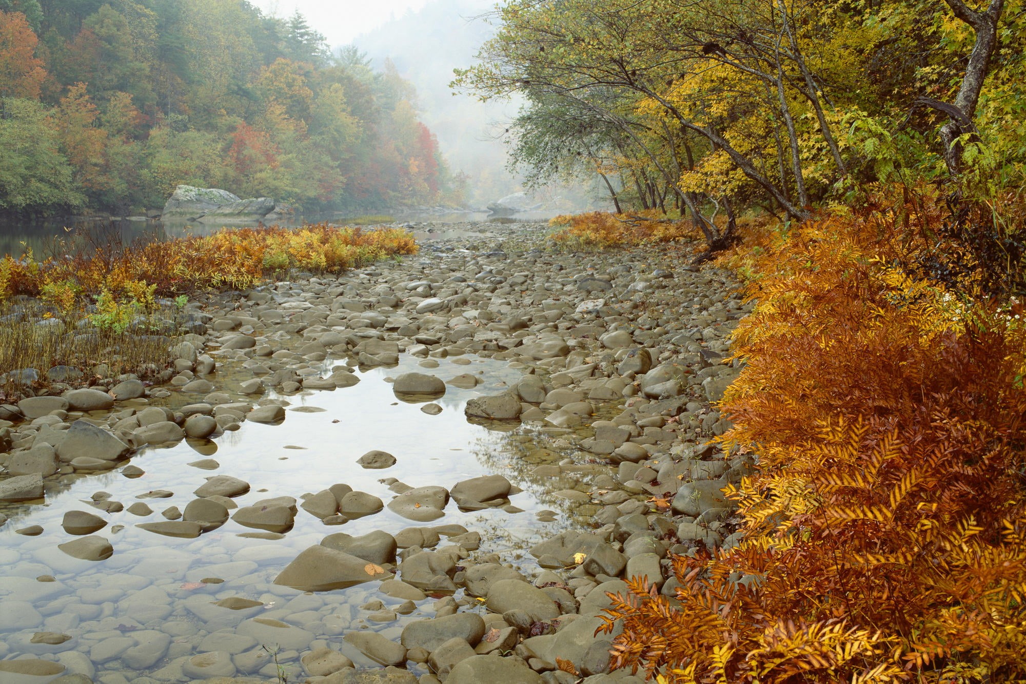 gold Colored, season, autumn collection, growth, river, yellow, tranquil Scene, lake, outdoors, trees, rock - Object, day, gray, rocks, japanese Fall Foliage, HD Wallpaper