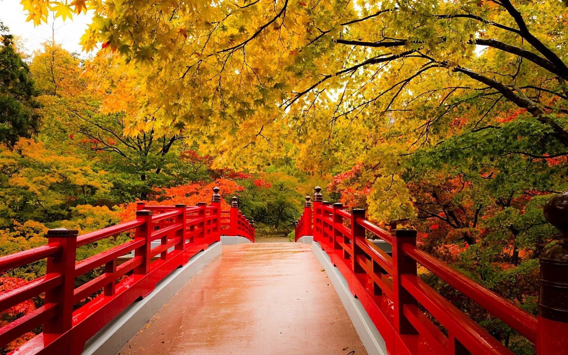 1080P, Bridge, Foliage, Fall, Tree, Bridges, Japanese Garden, HD Wallpaper