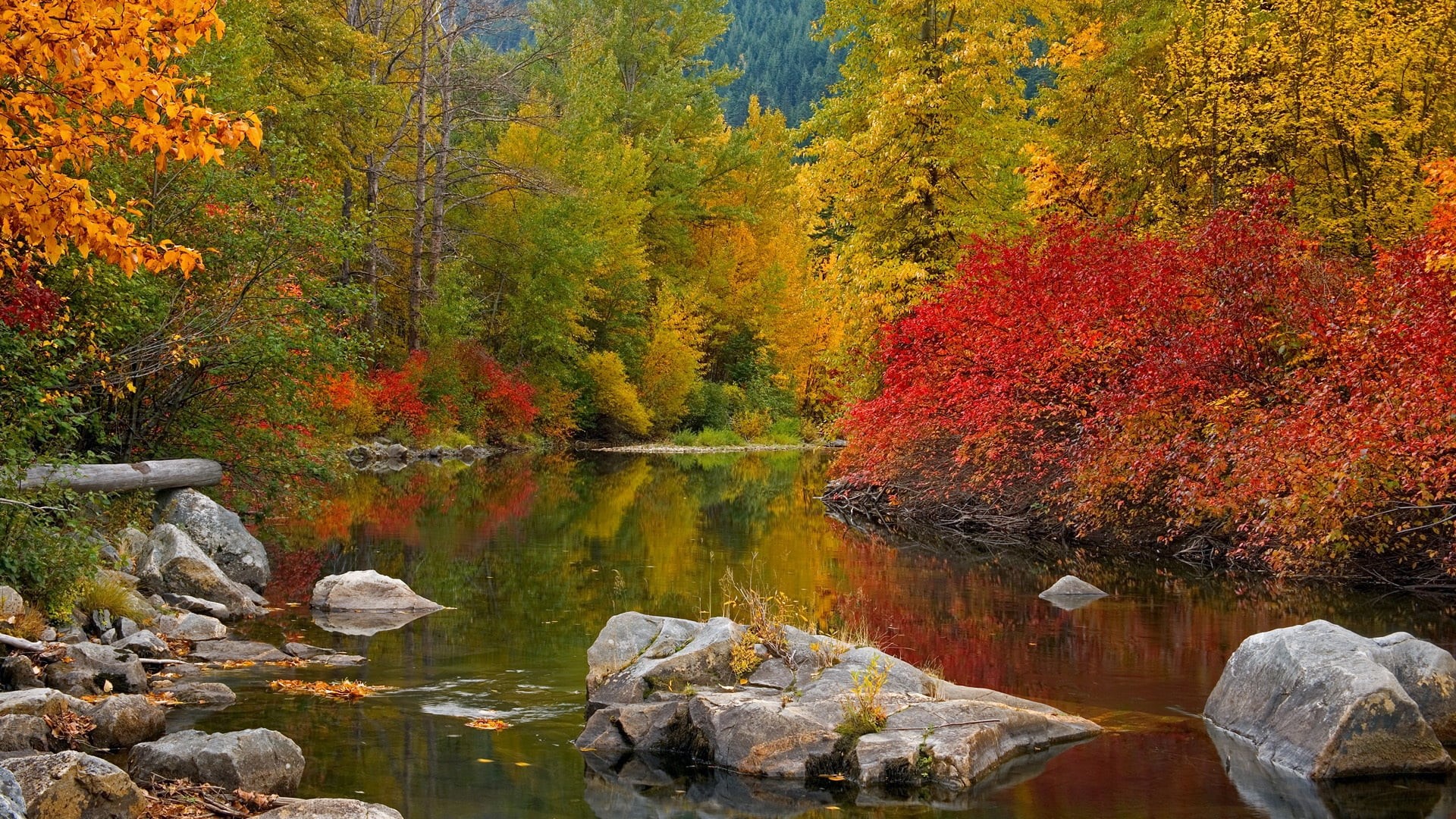 tranquil Scene, color Image, landscape, scenics - nature, park - Man Made Space, october, orange Color, river, woodland, gold Colored, no People, non-Urban Scene, HD Wallpaper