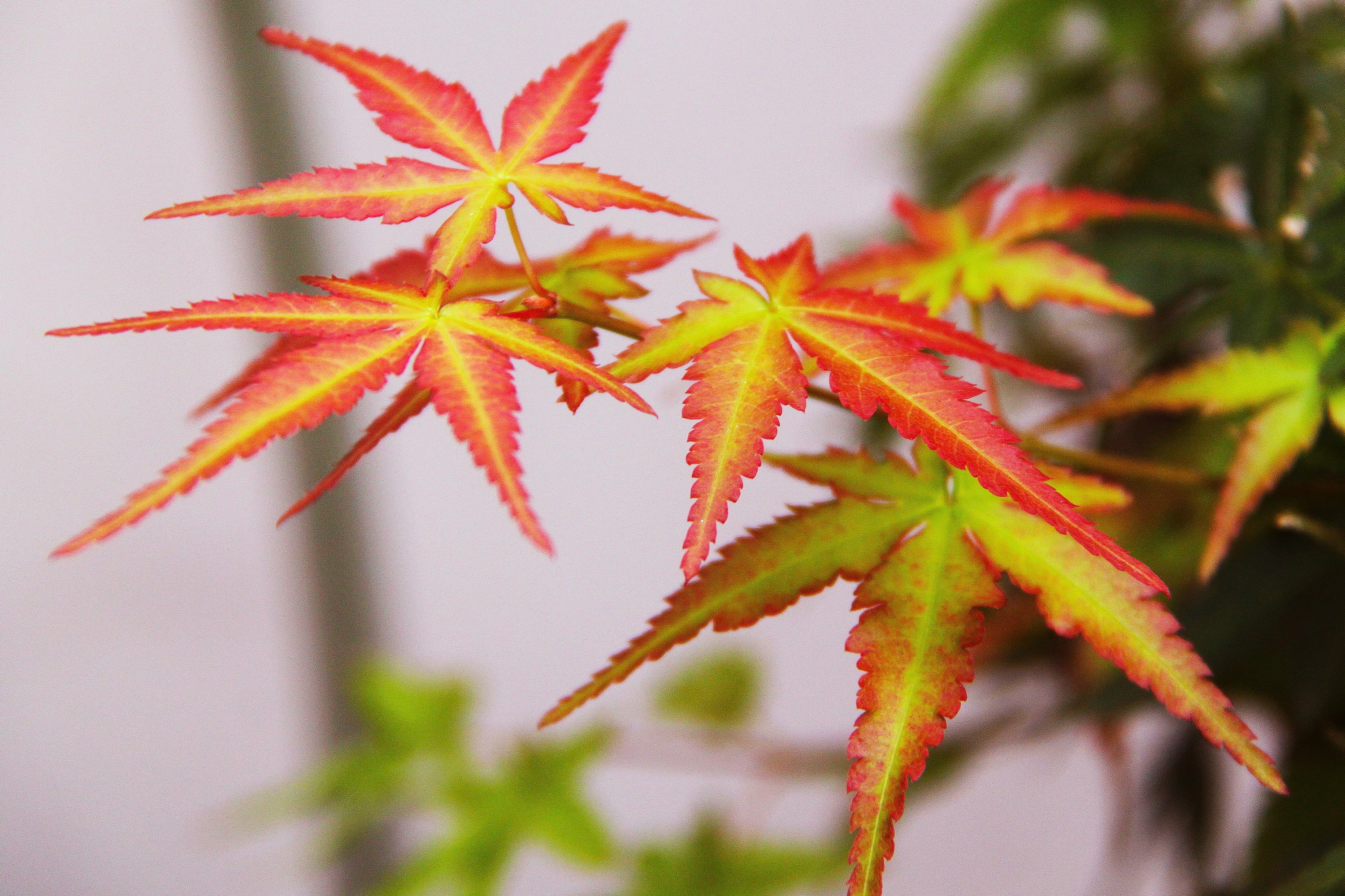 nature, selective focus, healthcare and medicine, plant, maple leave, growth, pink, food and drink, 2K, osaka, flower, plant part, focus on foreground, HD Wallpaper