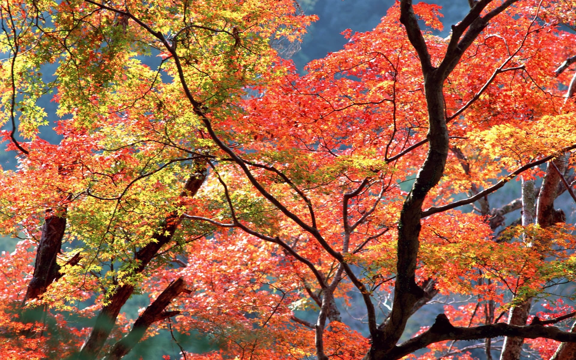 gold Colored, color Image, no People, plant, red, branch, scenics - nature, low angle view, autumn, kyoto City, day, tree, multi Colored, leaves, branches, HD Wallpaper