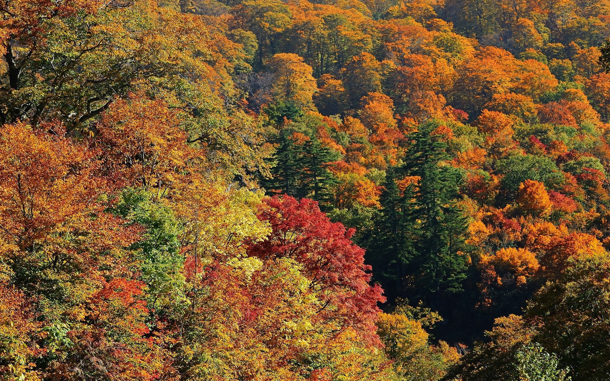 green Color, outdoors, october, day, woodland, top view, scenics - nature, idyllic, yellow, backgrounds, high angle view, maple Tree, growth, leaf, tranquility, HD Wallpaper