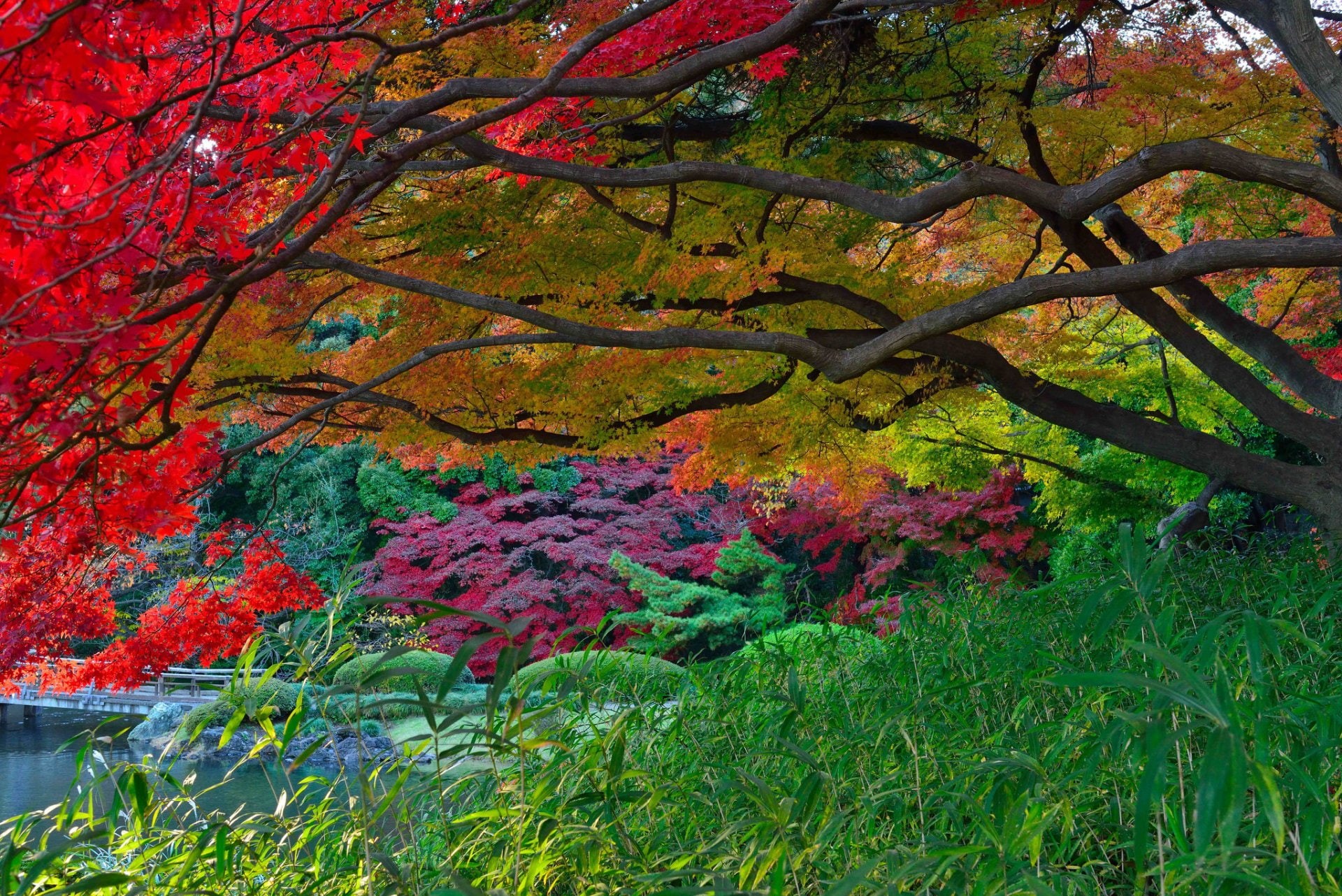 Fall, 1080P, Foliage, Garden, Tree, Man Made, Japanese Garden, HD Wallpaper