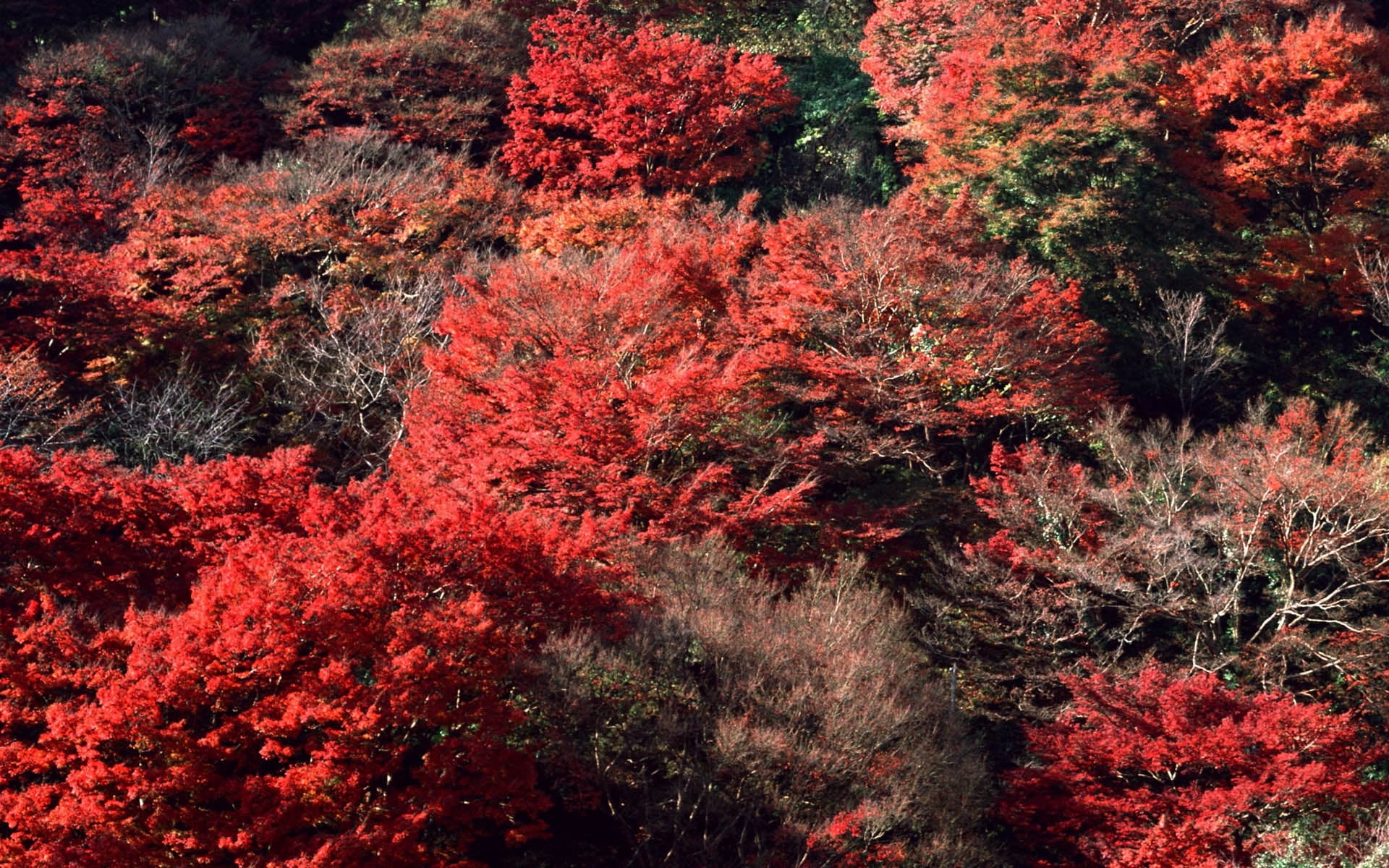 autumn, change, no People, landscape, backgrounds, multi Colored, tree, kyoto Prefecture, trees, grass, tranquility, vibrant Color, color Image, forest, HD Wallpaper