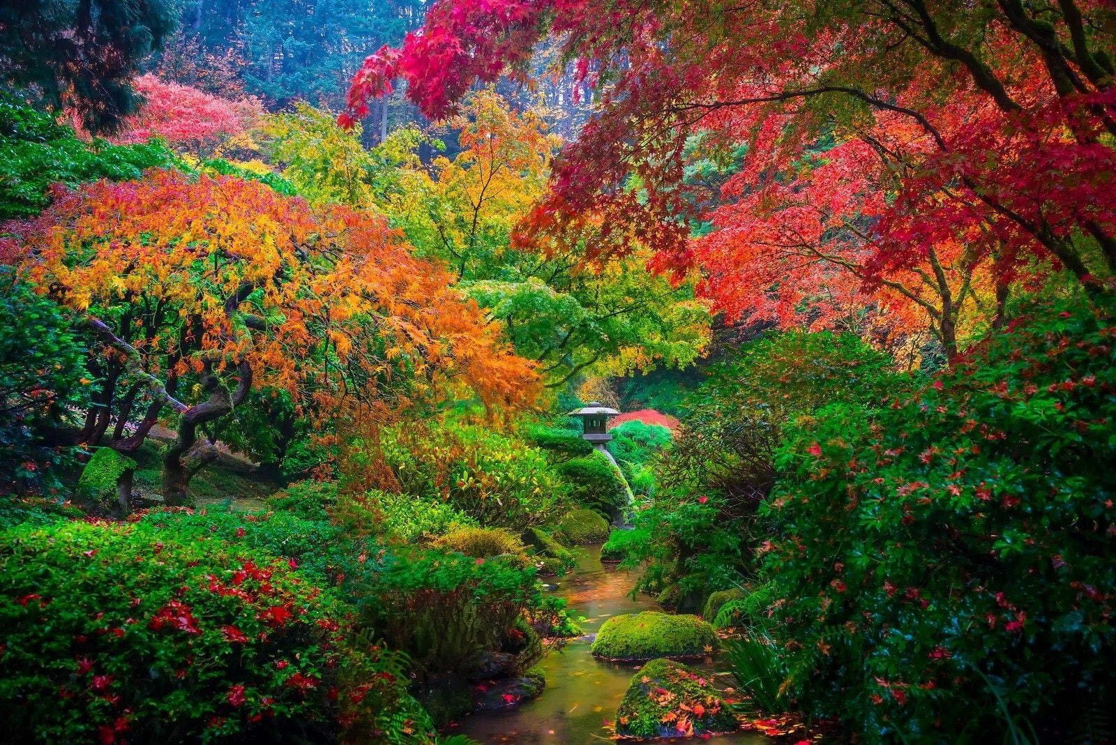 Tree, Garden, Japanese Garden, Man Made, Nature, Foliage, Colorful, Fall, 720P, HD Wallpaper