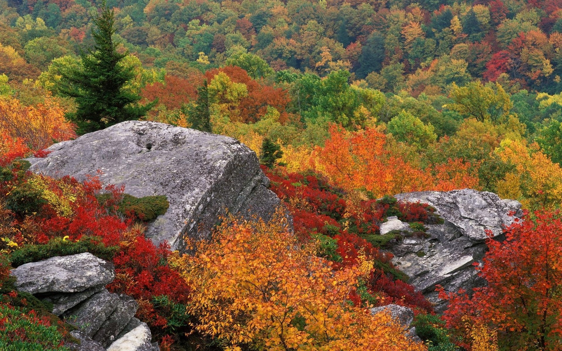 change, no People, dry, day, solid, vibrant Color, autumn collection, growth, tranquil Scene, leaf, orange Color, yellow, rural Scene, scenics - nature, HD Wallpaper