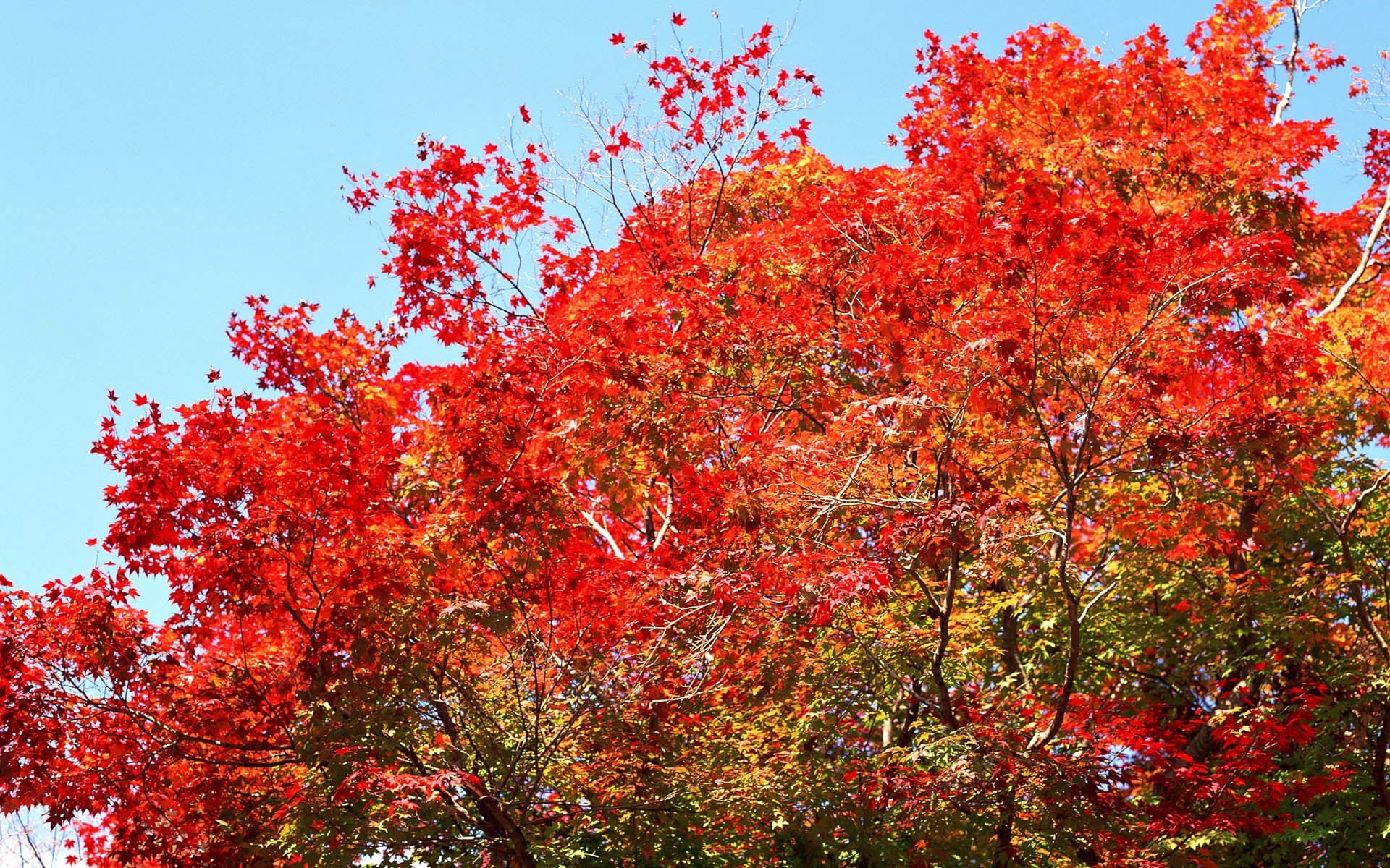 brown, natural condition, outdoors, season, growth, tranquility, kyoto City, 1080P, orange Color, autumn, park - Man Made Space, woodland, sky, fall, nature, HD Wallpaper