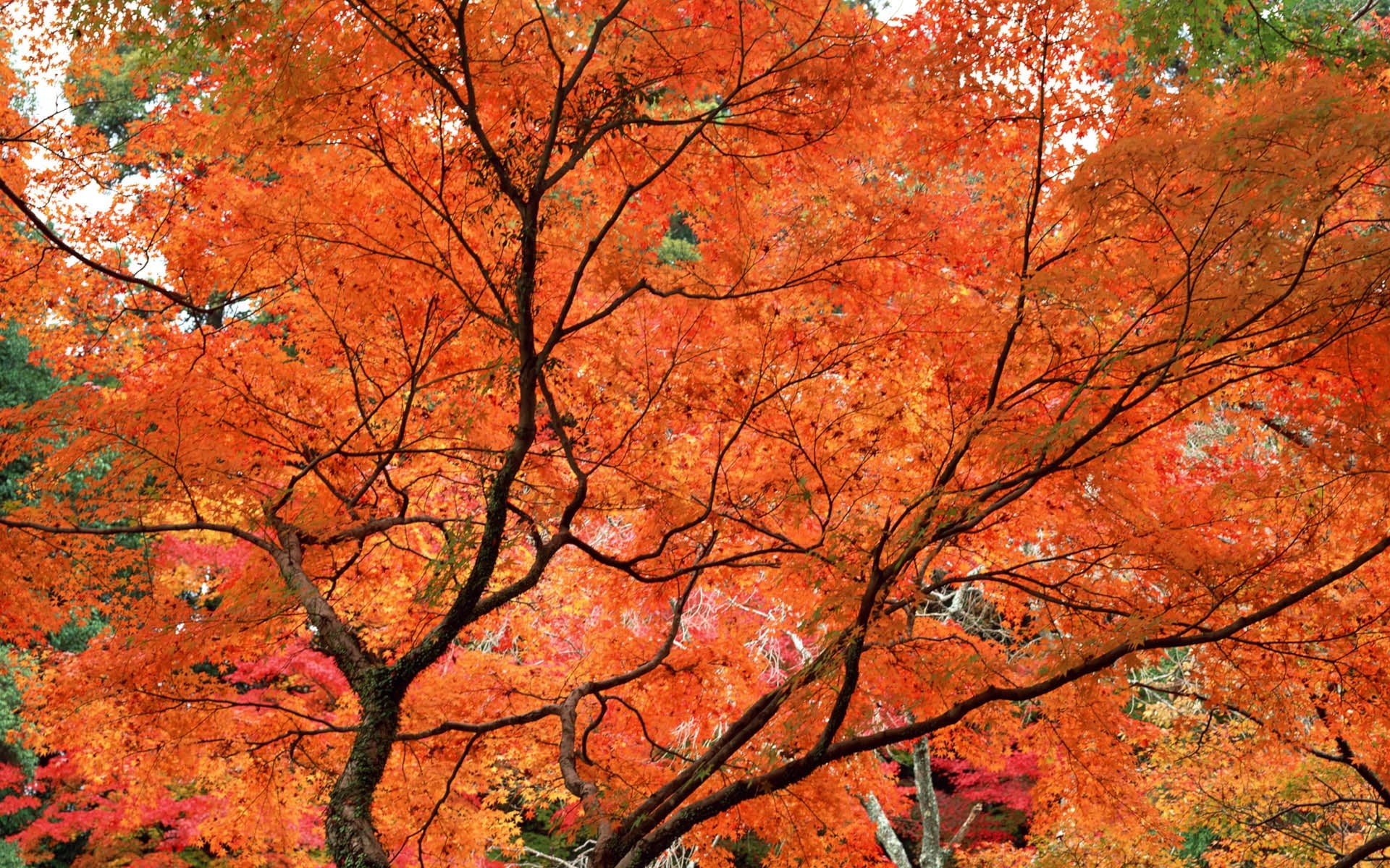 red, kyoto City, japanese Fall Foliage, orange Color, maple Tree, color Image, change, scenics, outdoors, 1080P, gold Colored, season, land, leaf, multi Colored, HD Wallpaper