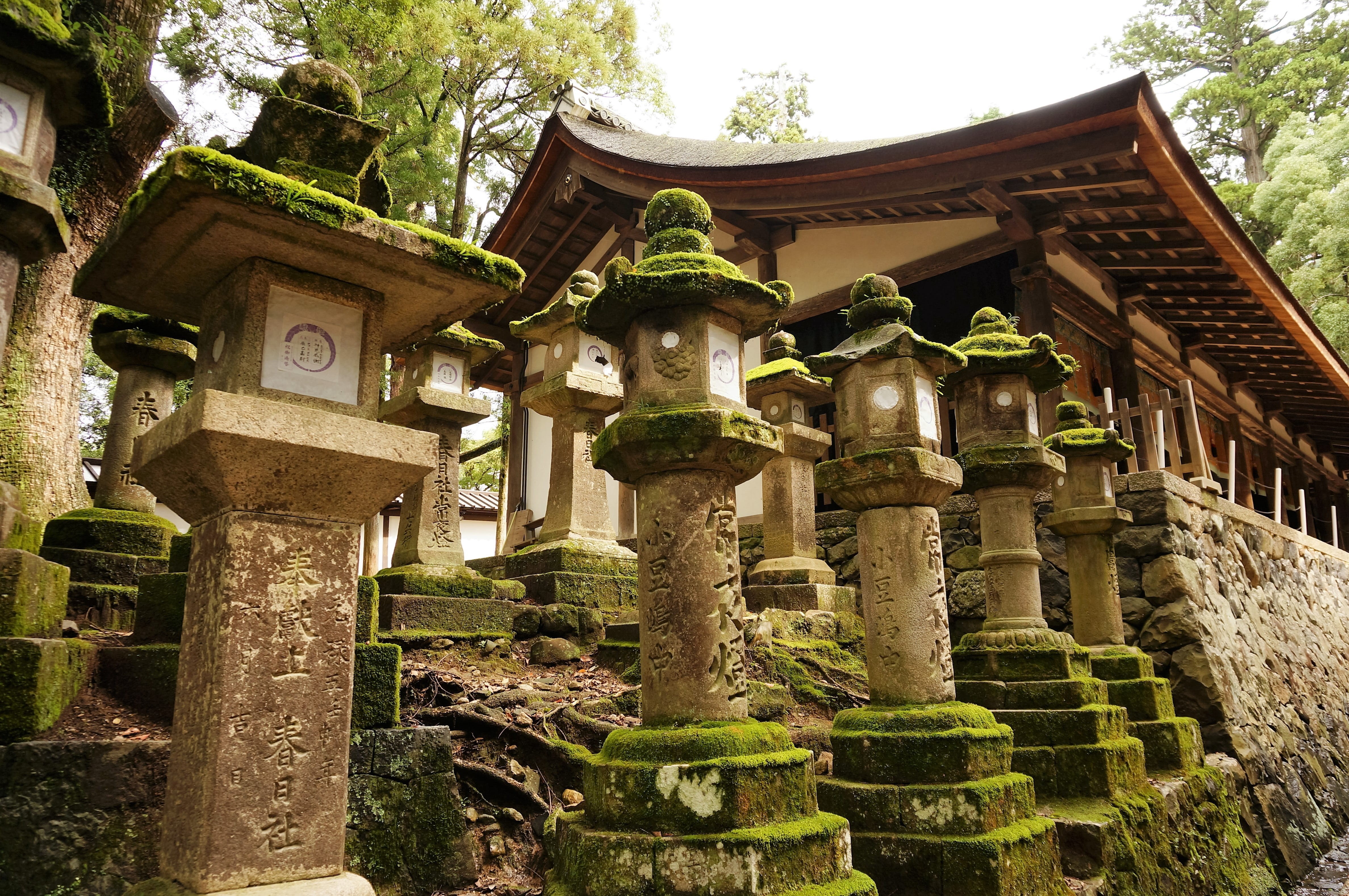 spirituality, stone lantern, lantern festival, japan, temple, architecture, tree, no people, belief, built structure, religion, history, kasuga taisha, HD Wallpaper