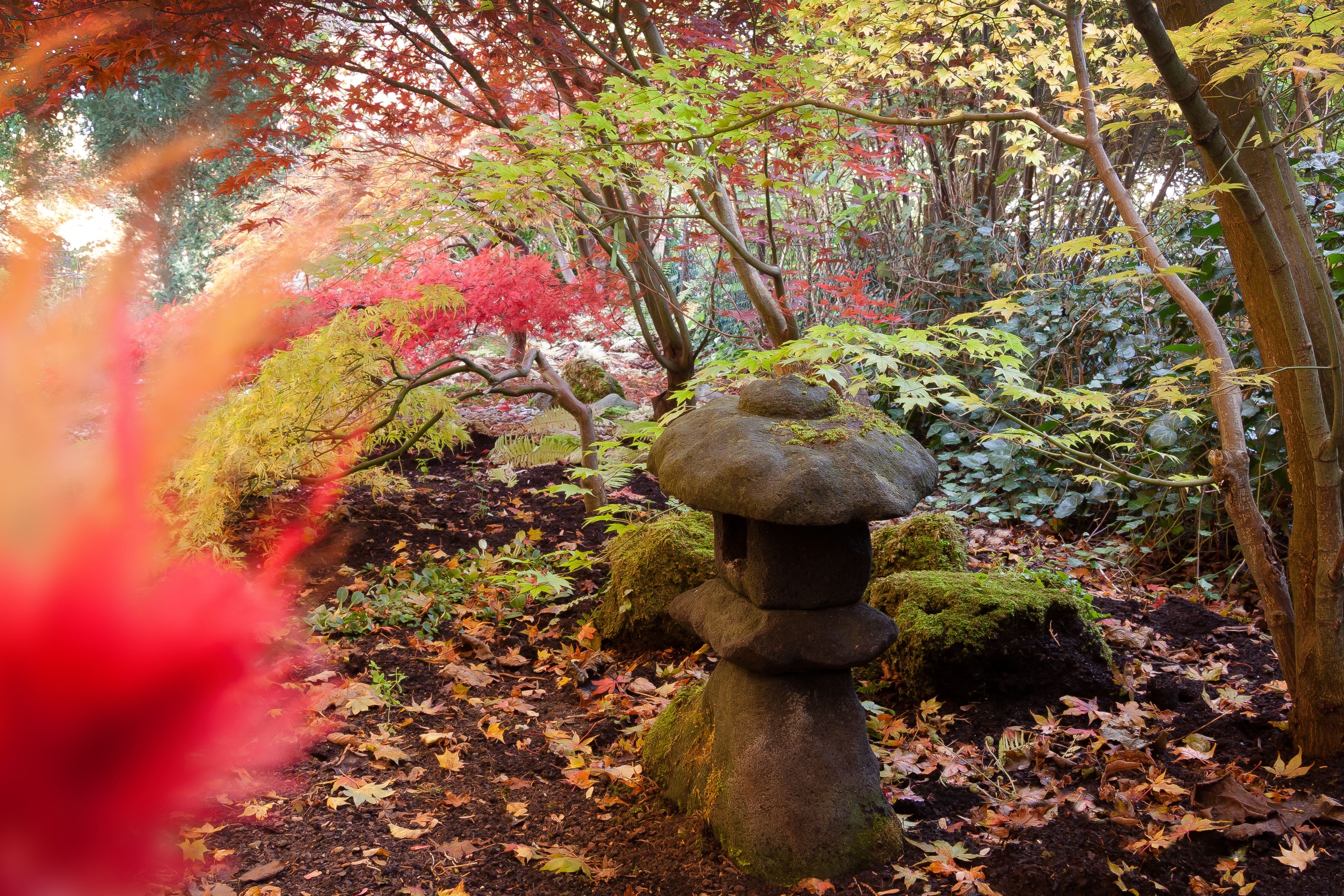 tree trunk, day, bush, plant part, autumn, branch, buddhist temple, growth, toro, plant, small, brown, orange, color, solid, japanese maple, leaf, trunk, HD Wallpaper