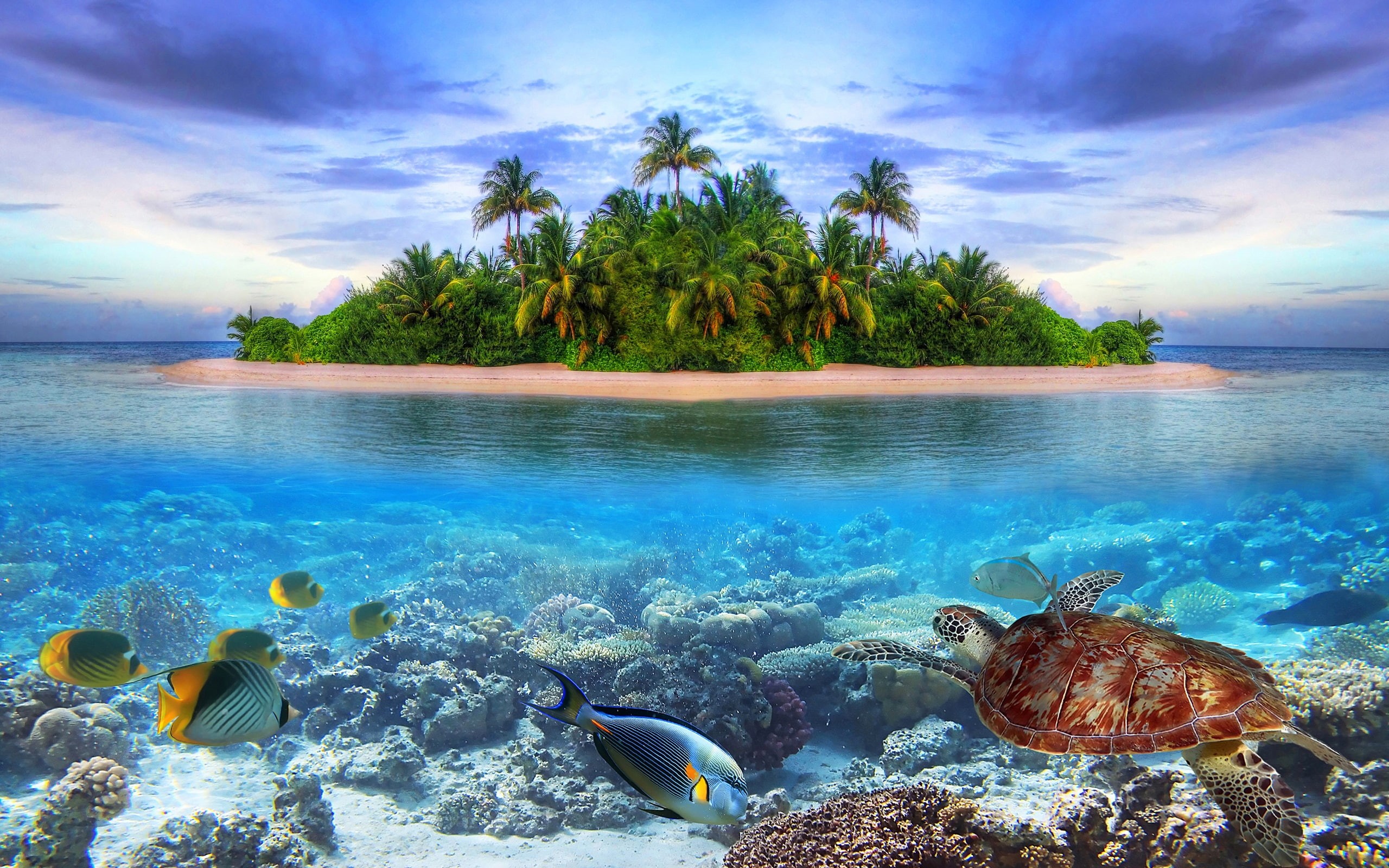 Coast, Trees, Turtle, 2K, Sea, Island, Palm, Landscape, Fish, HD Wallpaper