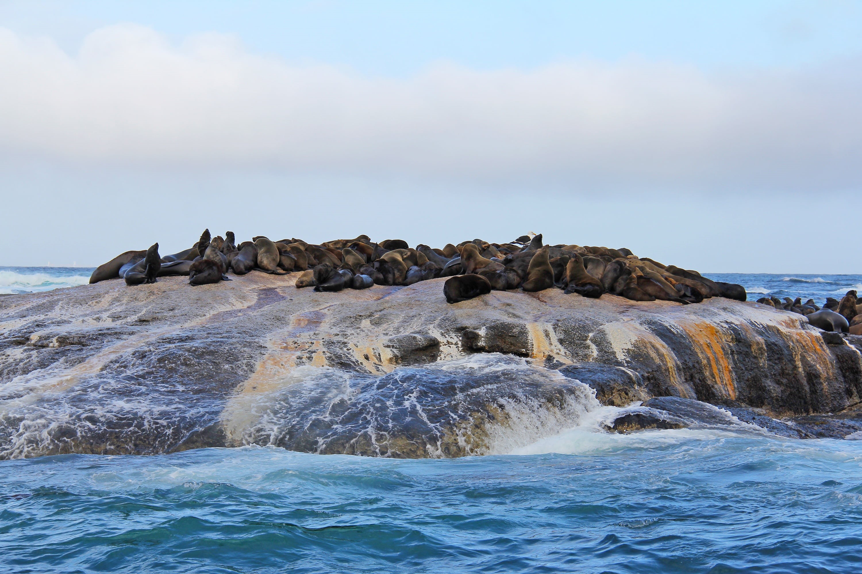 seal - animal, island, sky, animal wildlife, rock, bird, cape town, beach, mammal, hout bay, outdoors, sea lion, exciting, amazing, thousands, group, interesting, HD Wallpaper