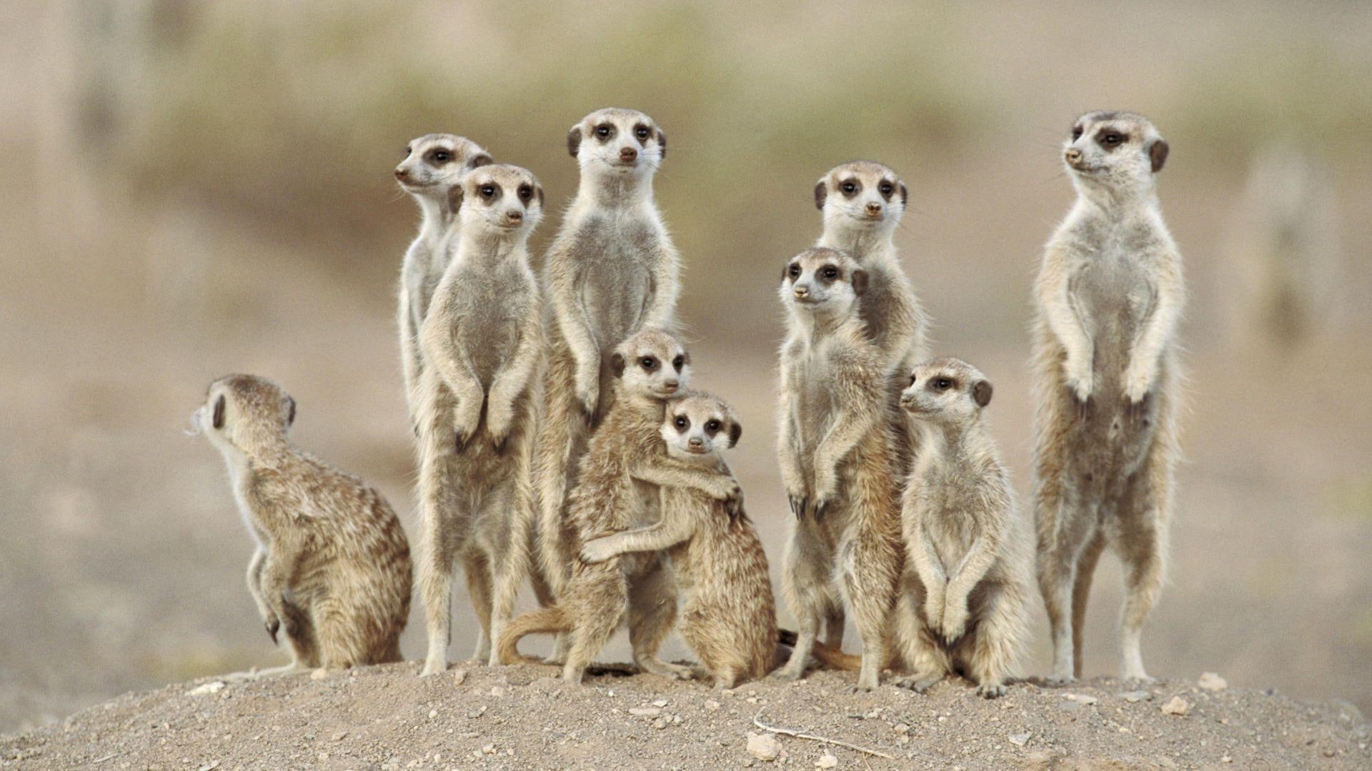 cute, animal, animals, 1080P, family, funny, cool, HD Wallpaper