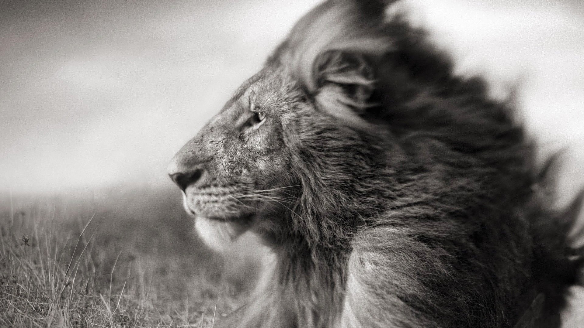 animal wildlife, animal, lion - feline, vertebrate, focus, mammal, whisker, animal body part, looking, scale, cat, pets, looking away, no people, profile view, HD Wallpaper